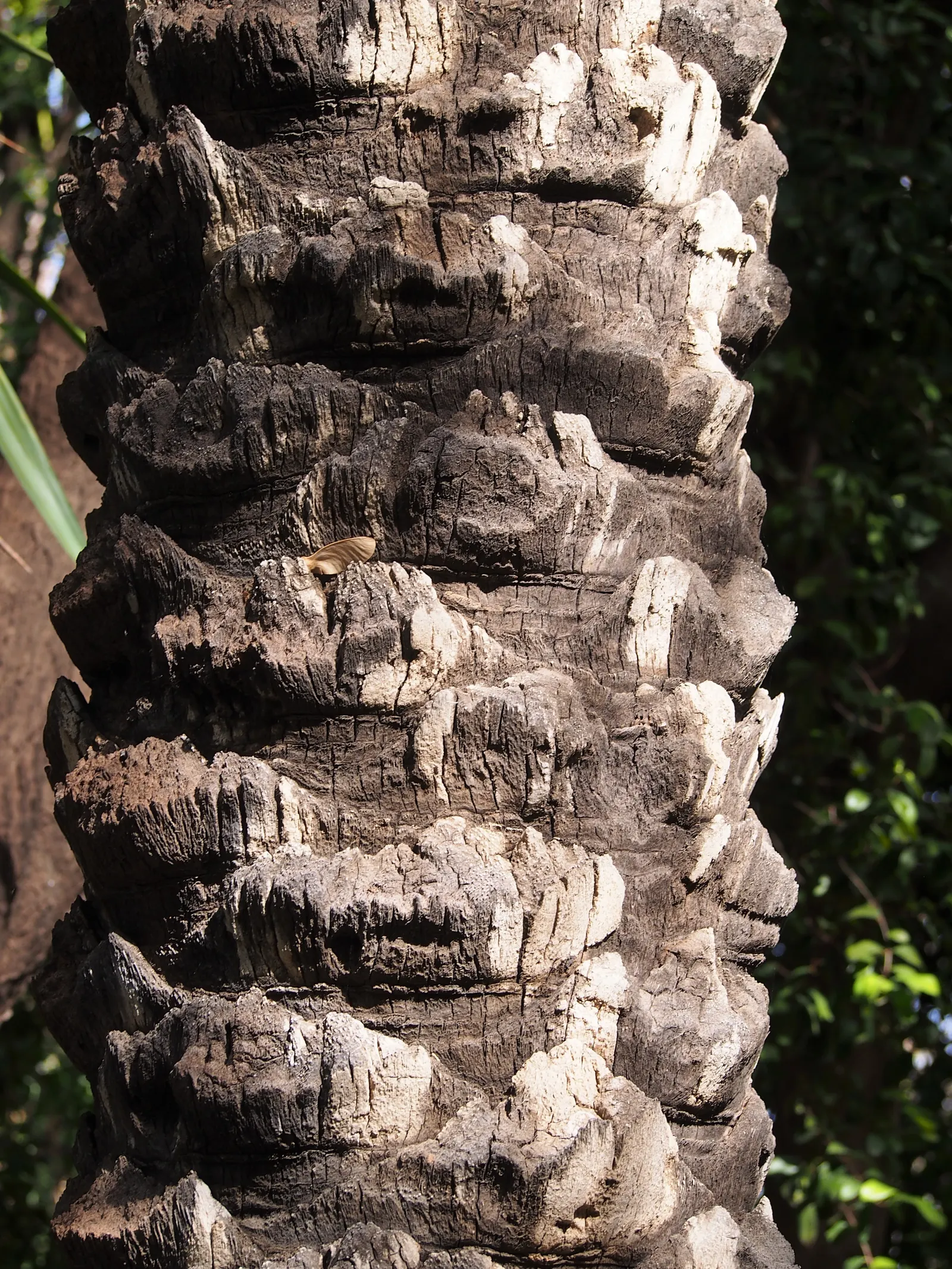 Desert Date Palm (Phoenix Dactylifera) — tropical vibe to the garden.<br><br>While the Date Palm is a slow-growing species; palm for full