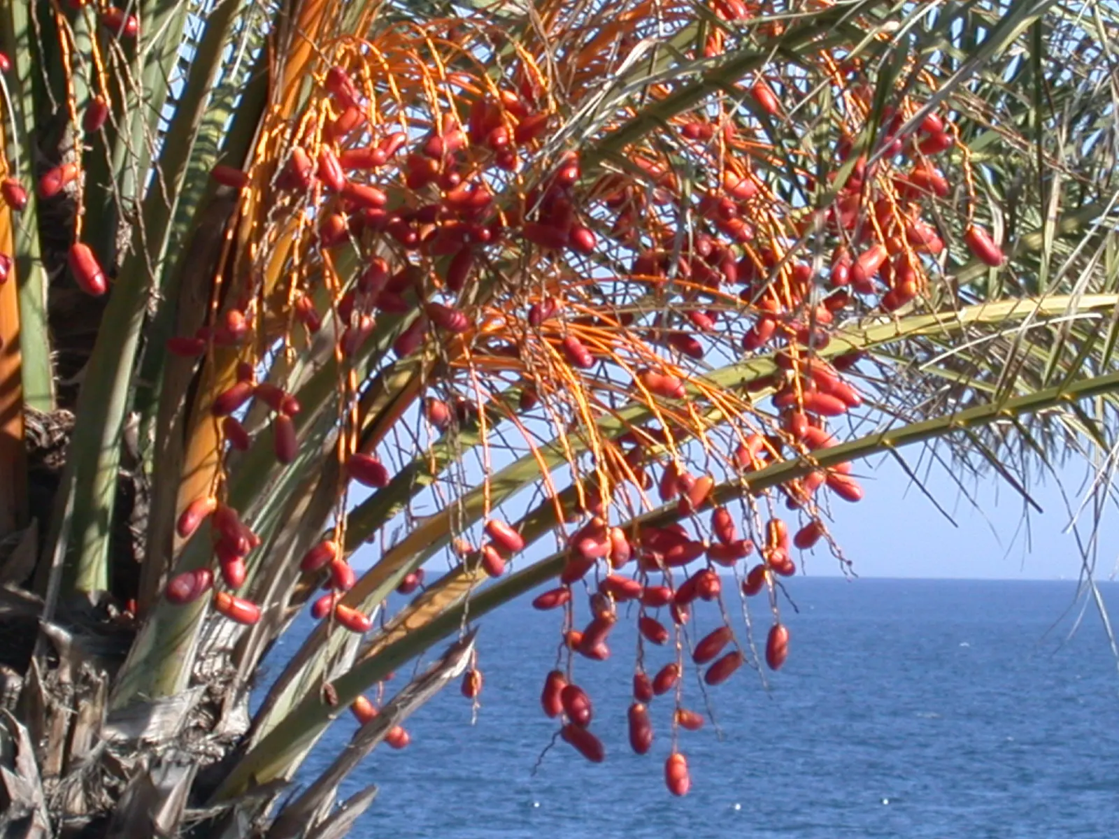 Desert Date Palm (Phoenix Dactylifera) — commonly referred to as the Desert Date Palm or simply Date Palm; tropical vibe to the garden.<br><br>While the Date