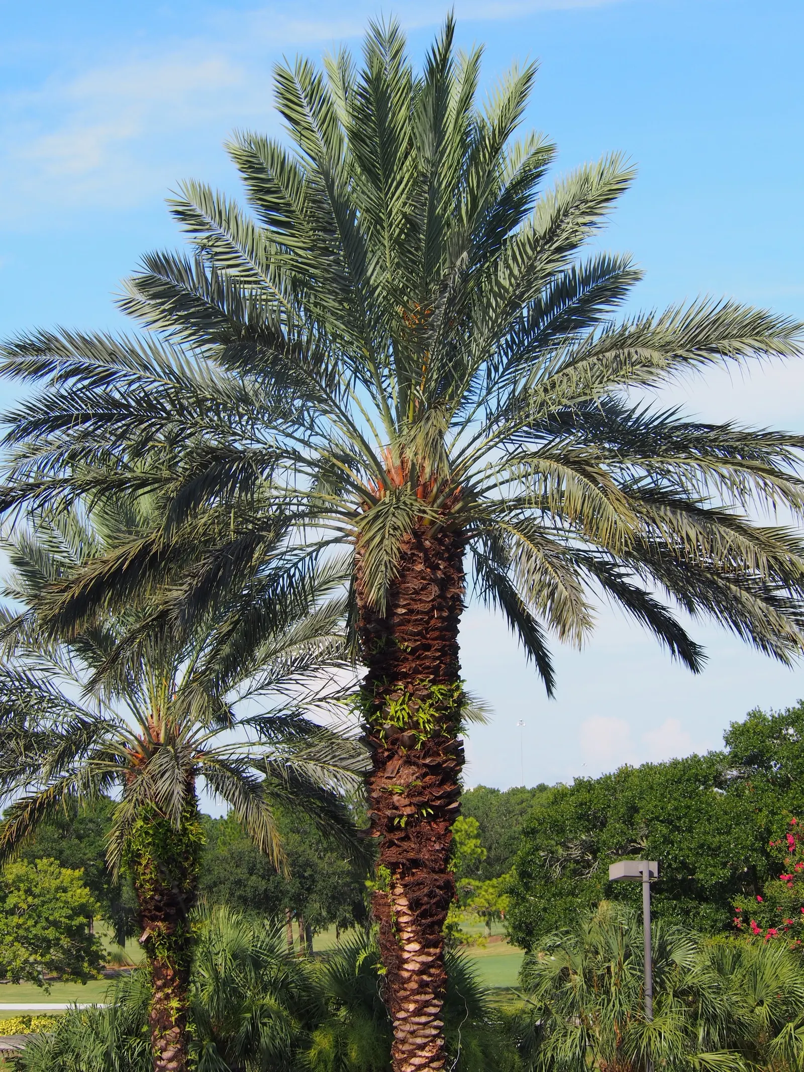 Desert Date Palm (Phoenix Dactylifera) — Each feathery frond comprises long, image 44