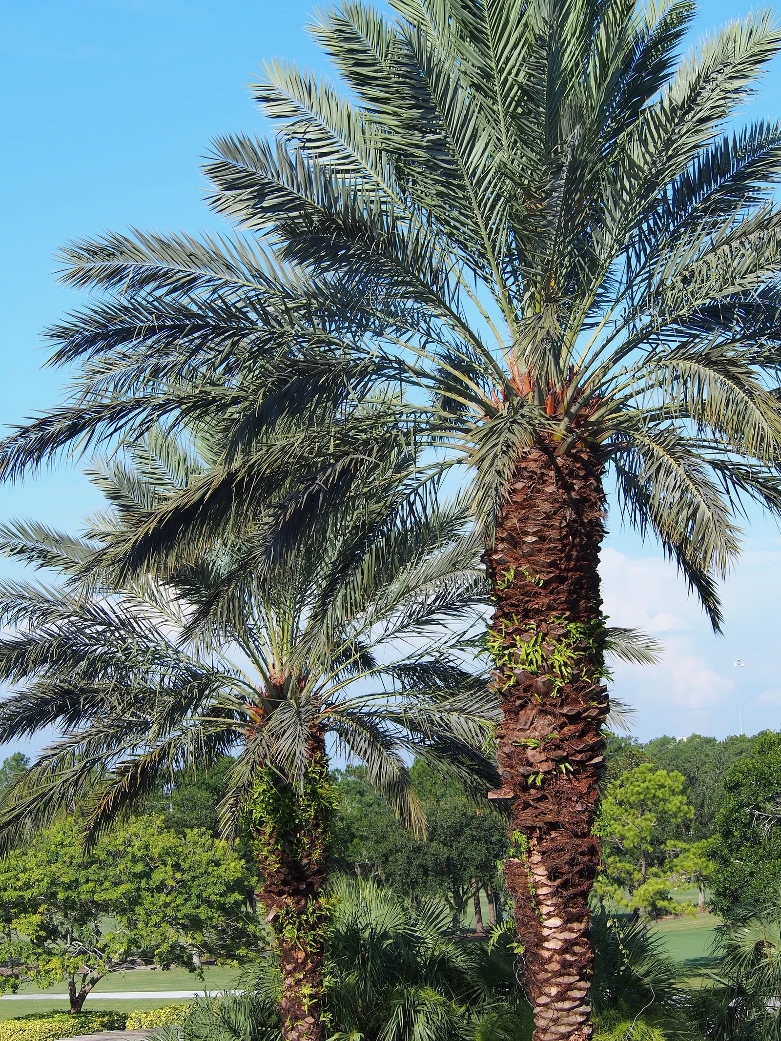 Desert Date Palm (Phoenix Dactylifera) — dactylifera can reach lengths of 10 to 20 feet and form a dense, arching crown; is a renowned species sought after for