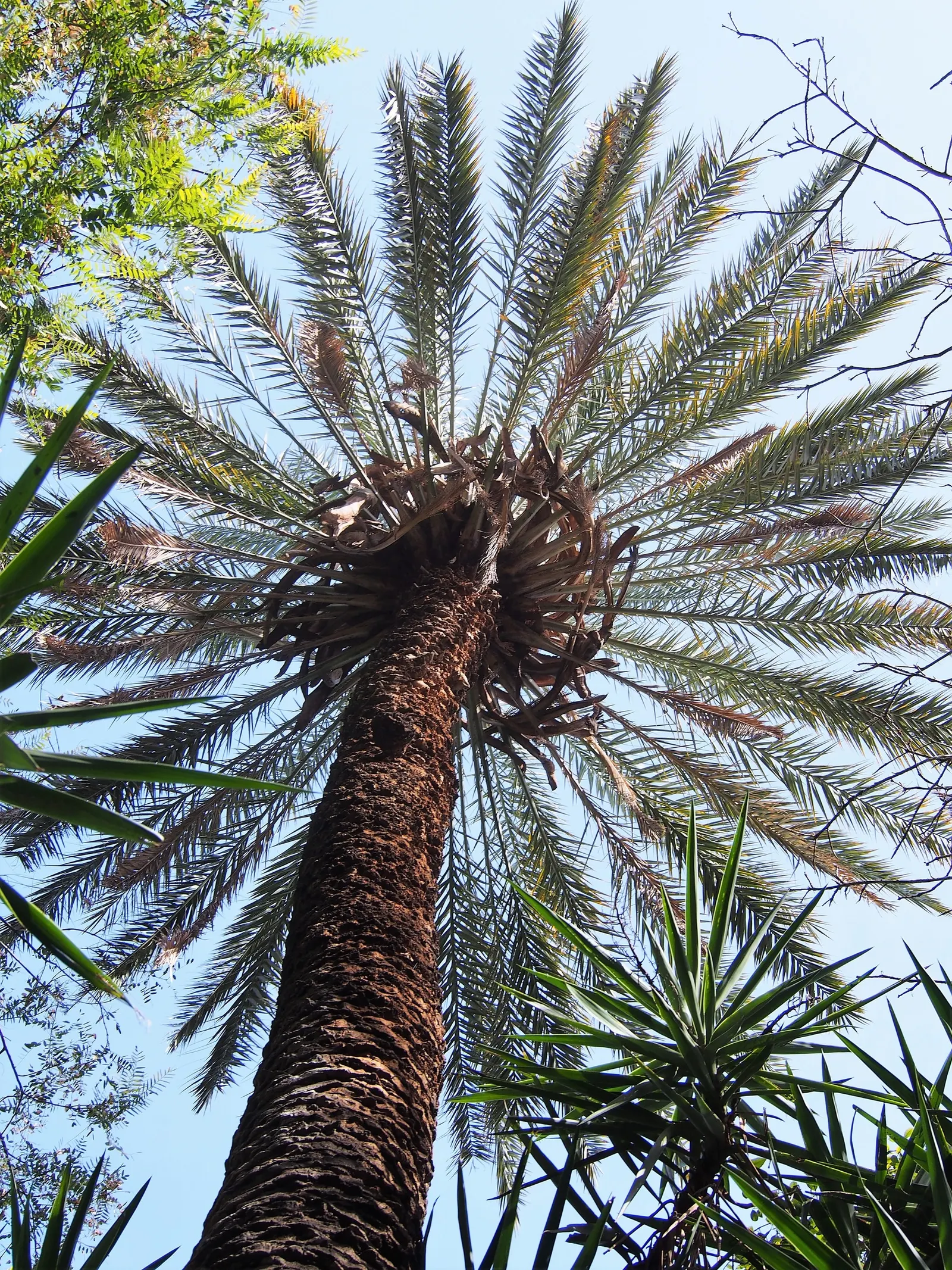 Desert Date Palm (Phoenix Dactylifera) — is a renowned species sought after for both its elegant aesthetic appeal and delectable fruit production