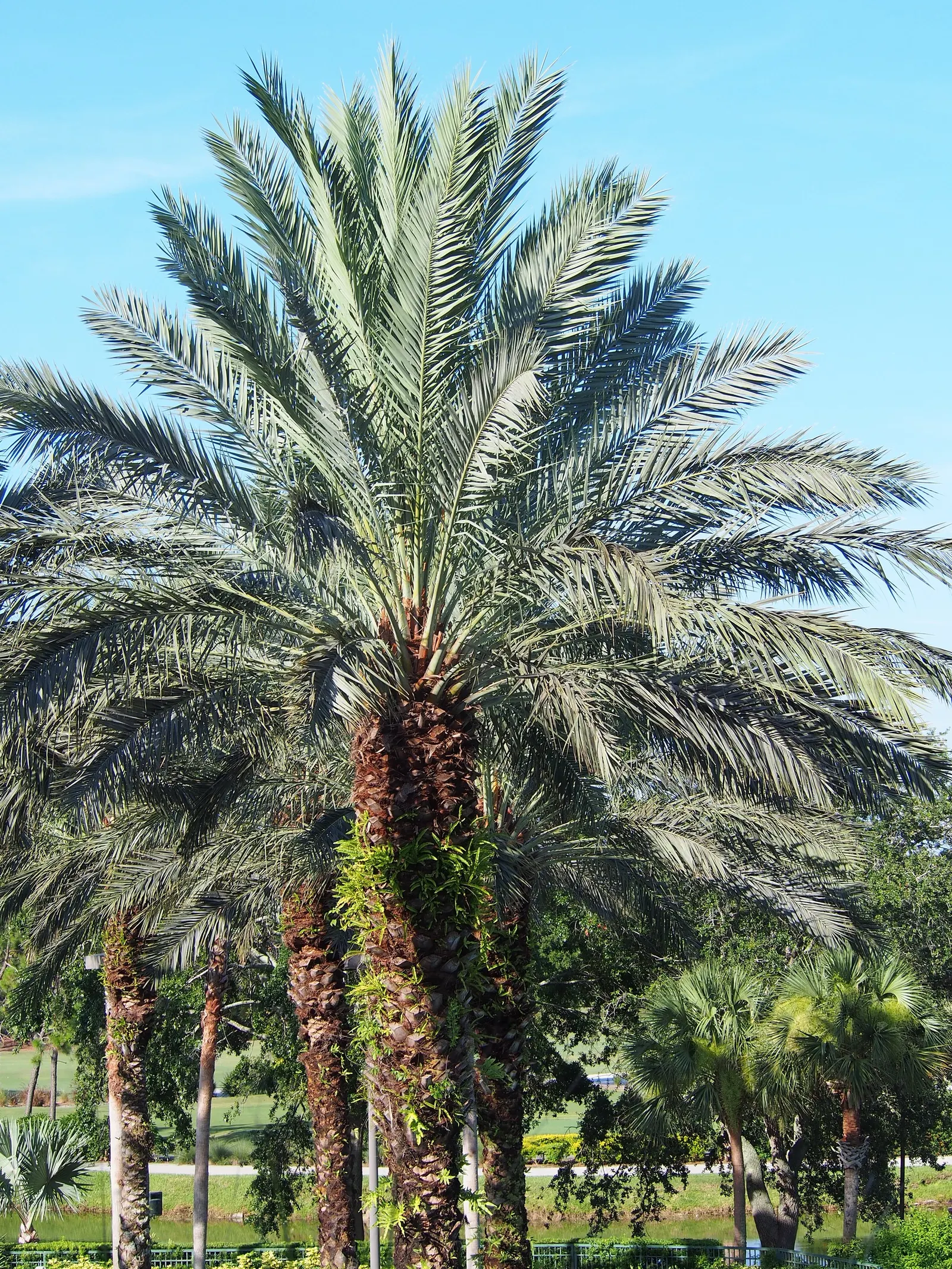 Desert Date Palm (Phoenix Dactylifera) — The Phoenix dactylifera, commonly called the Desert Date Palm, reaches heights of 50-75 feet