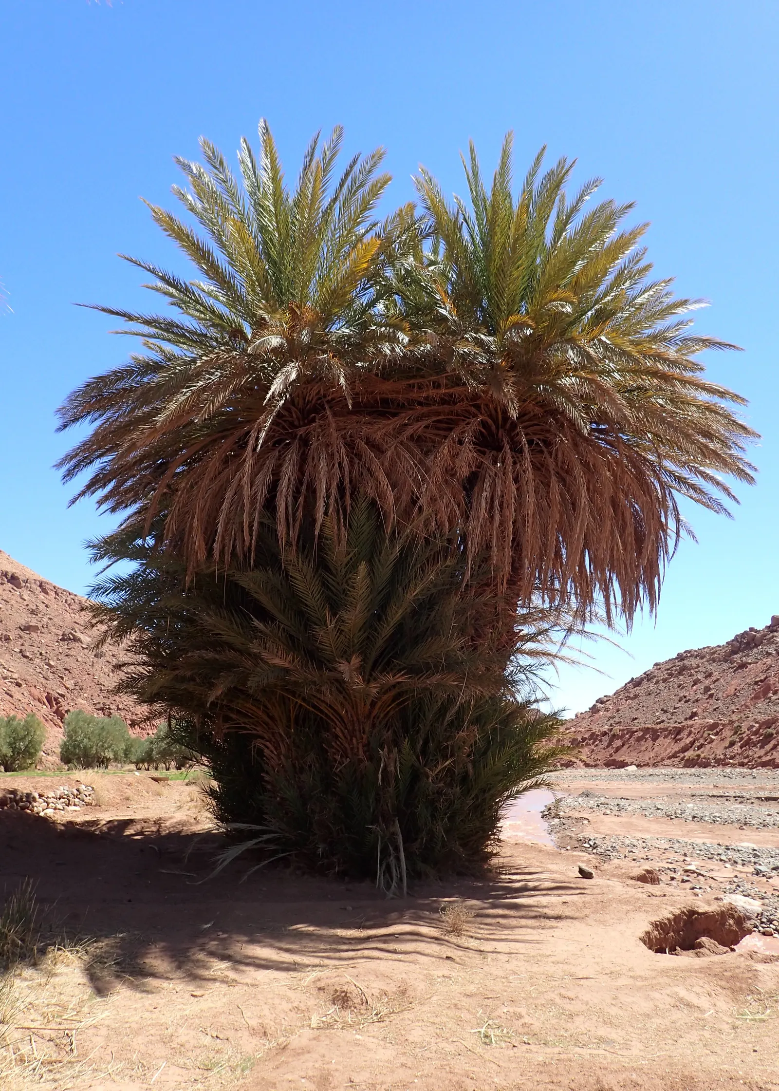 Desert Date Palm (Phoenix Dactylifera) — Indigenous to desert regions