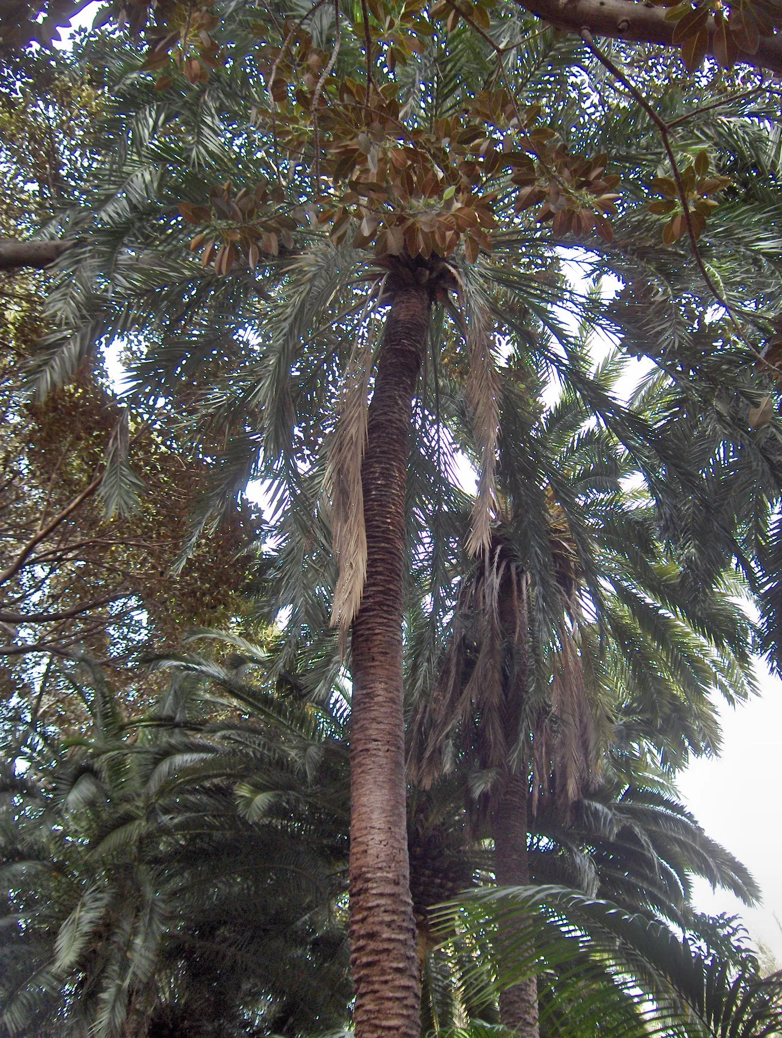 Desert Date Palm (Phoenix Dactylifera) — and infrequent but deep watering to mimic its natural habitat's conditions; it is also important to note that this