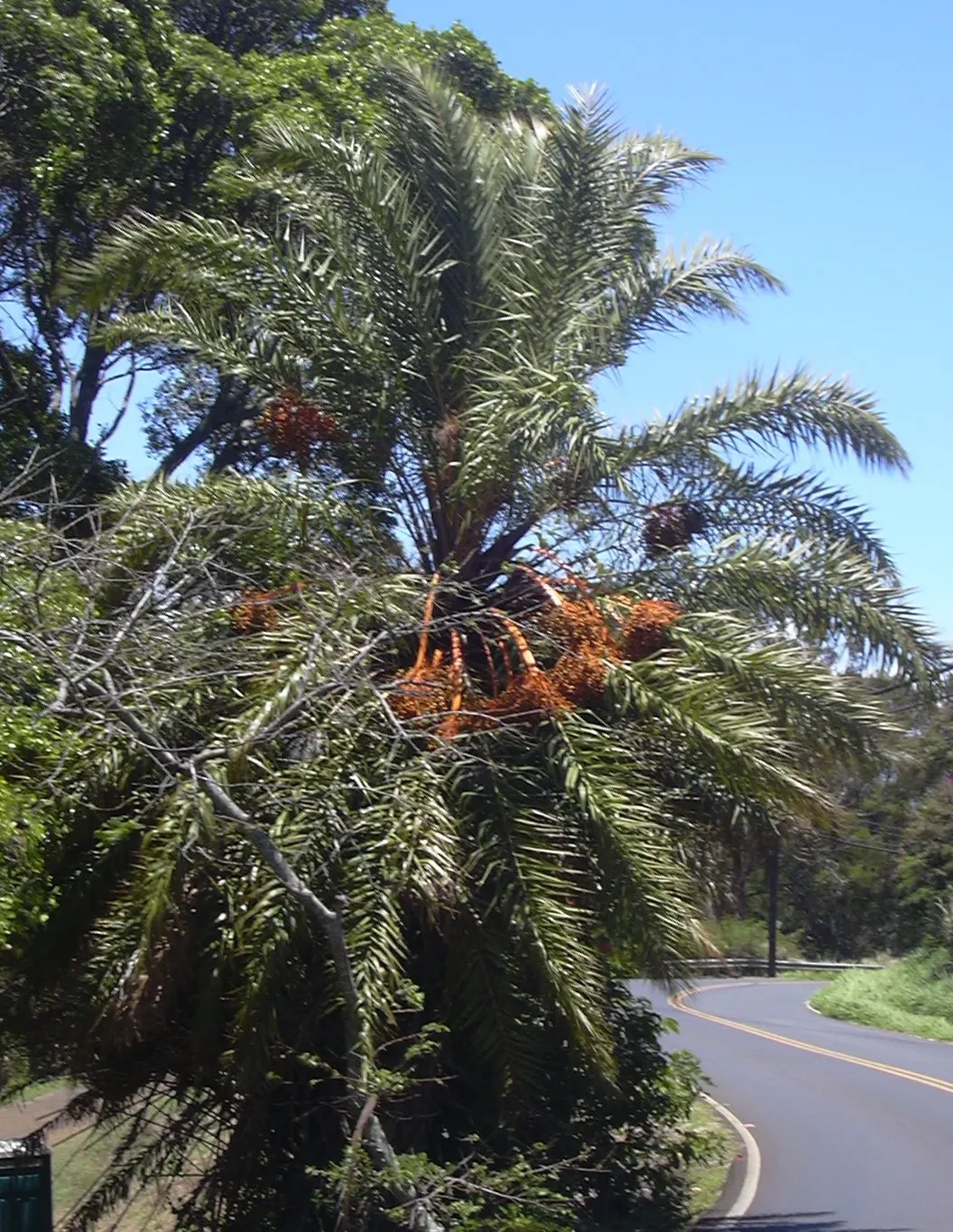 Desert Date Palm (Phoenix Dactylifera) — necessitating both male and female plants for pollination if fruit production is desired.<br><br>Lastly