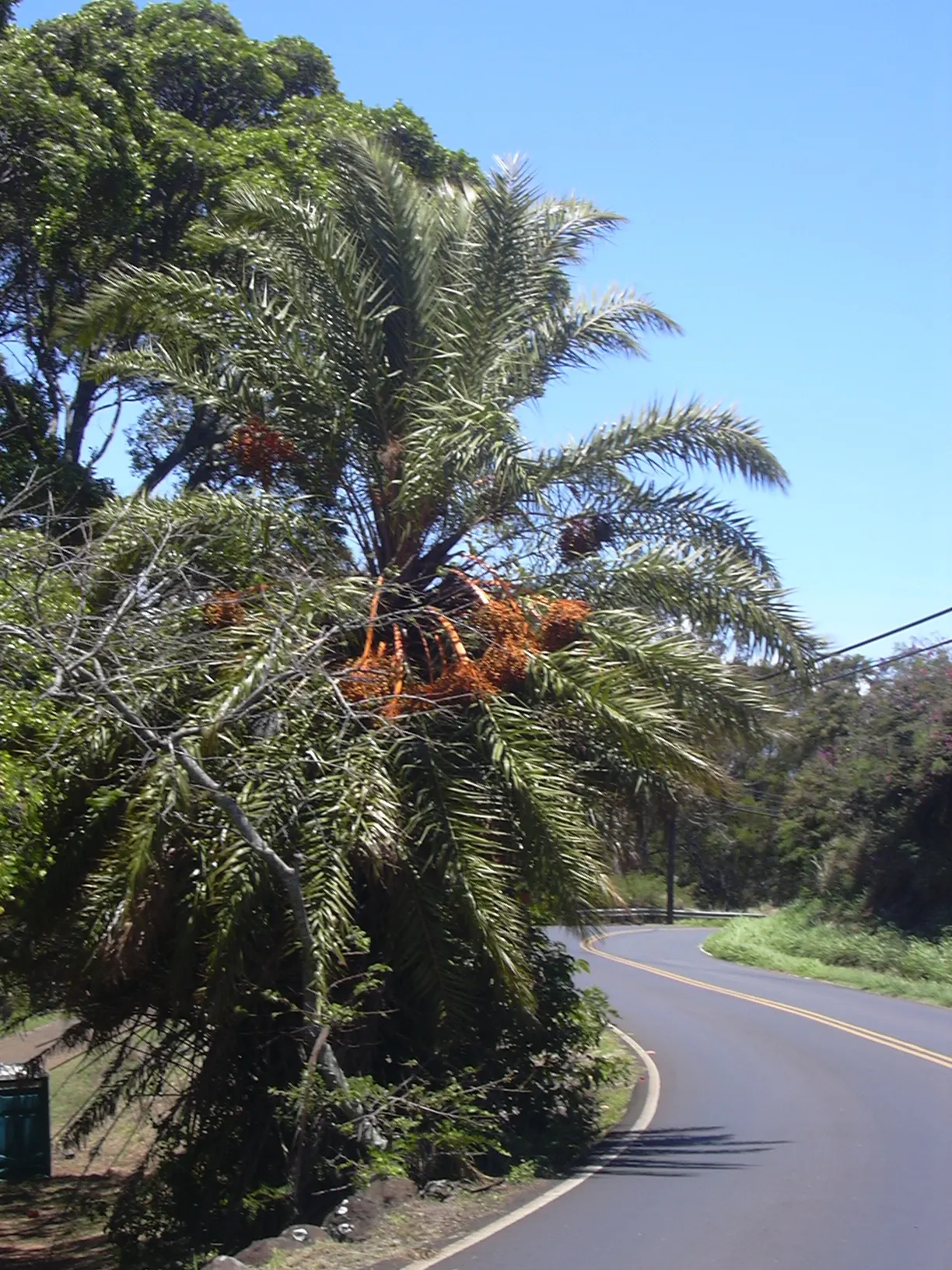 Desert Date Palm (Phoenix Dactylifera) — Provide it with well-draining soil; dactylifera can reach lengths of 10 to 20 feet and form a dense, arching crown