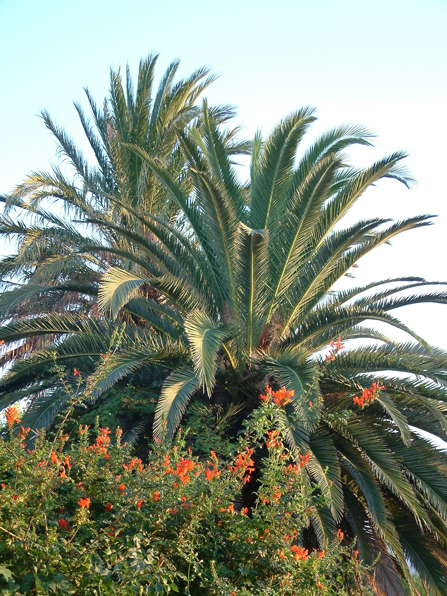 Desert Date Palm (Phoenix Dactylifera) — is a renowned species sought after for both its elegant aesthetic appeal and delectable fruit production; though they