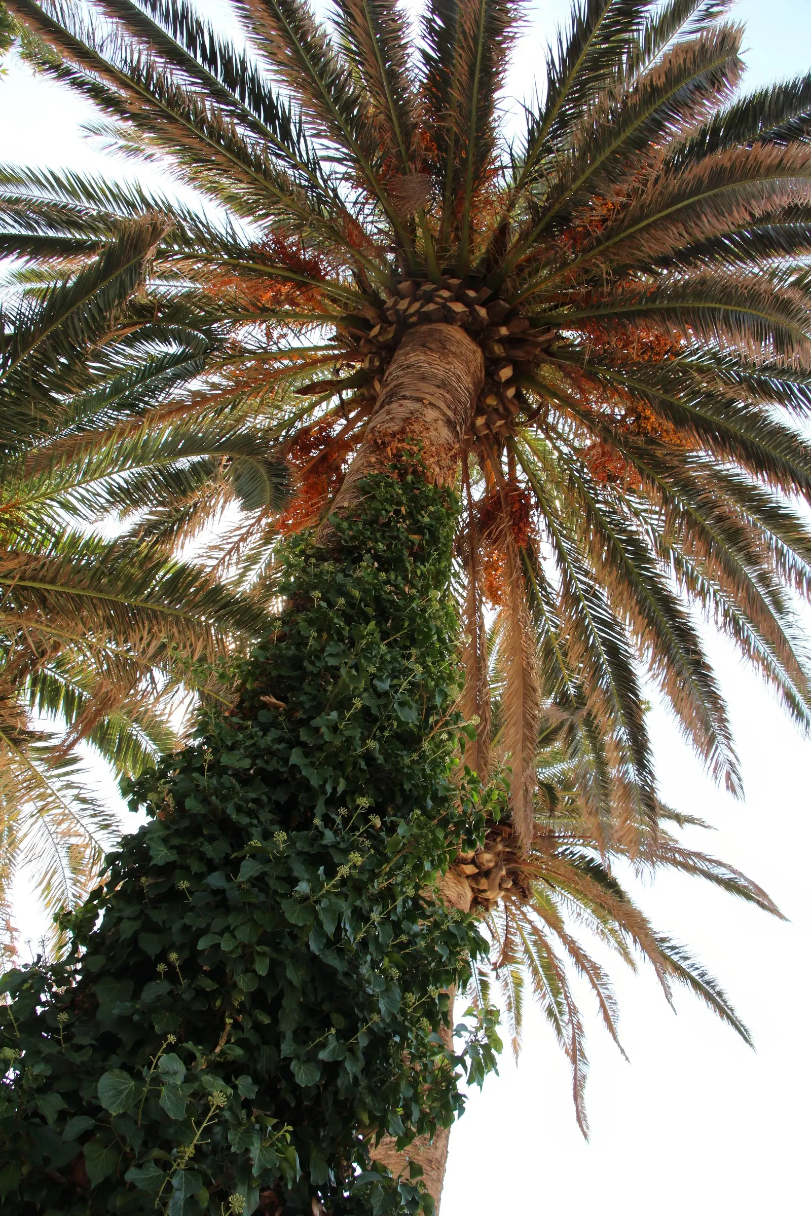 Desert Date Palm (Phoenix Dactylifera) — It's prized for its majestic form, deep-green frond spread of up to 25 feet, and edible dates