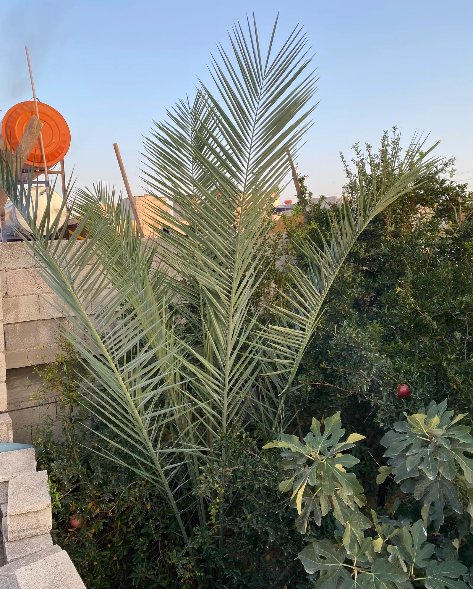 Desert Date Palm (Phoenix Dactylifera) — palm for full