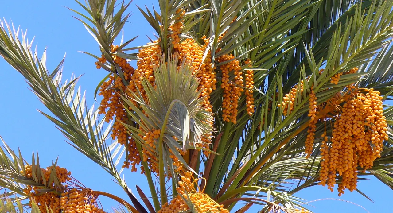 Desert Date Palm (Phoenix Dactylifera) — tropical vibe to the garden.<br><br>While the Date Palm is a slow-growing species