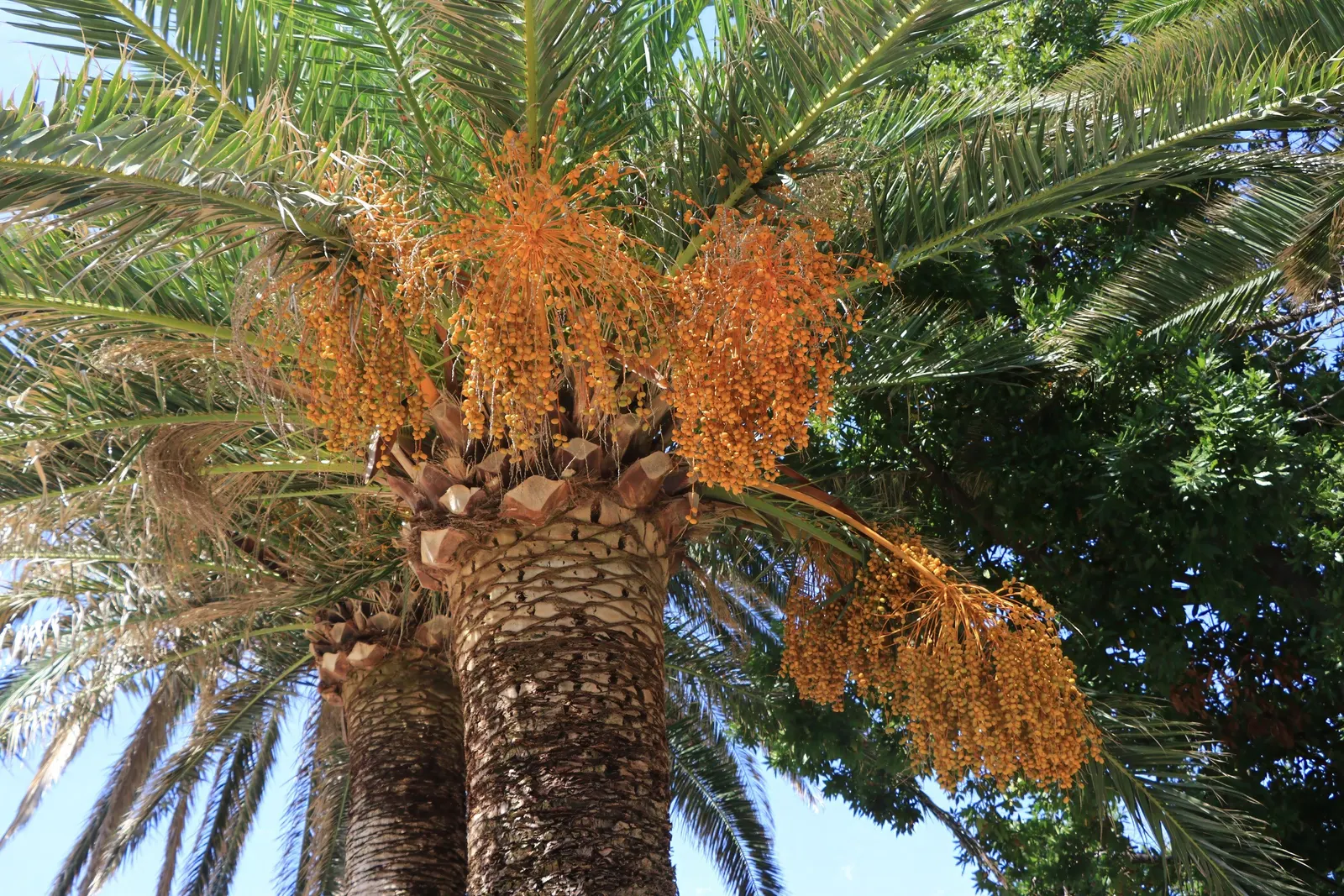 Desert Date Palm (Phoenix Dactylifera) — slender leaflets that are a gray-green to blue-green in color; necessitating both male and female plants for