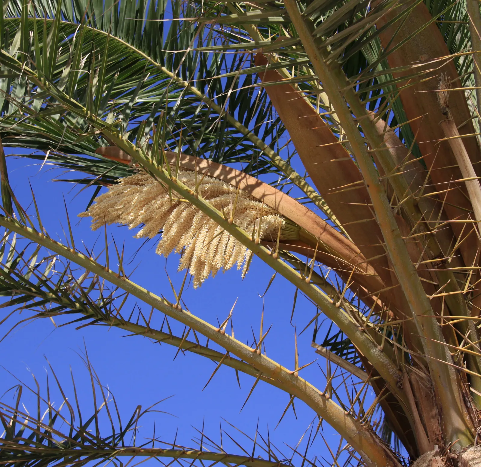 Desert Date Palm (Phoenix Dactylifera) — Date Palm trees are relatively low in maintenance; produced by old leaf scars.<br><br>The fronds of P