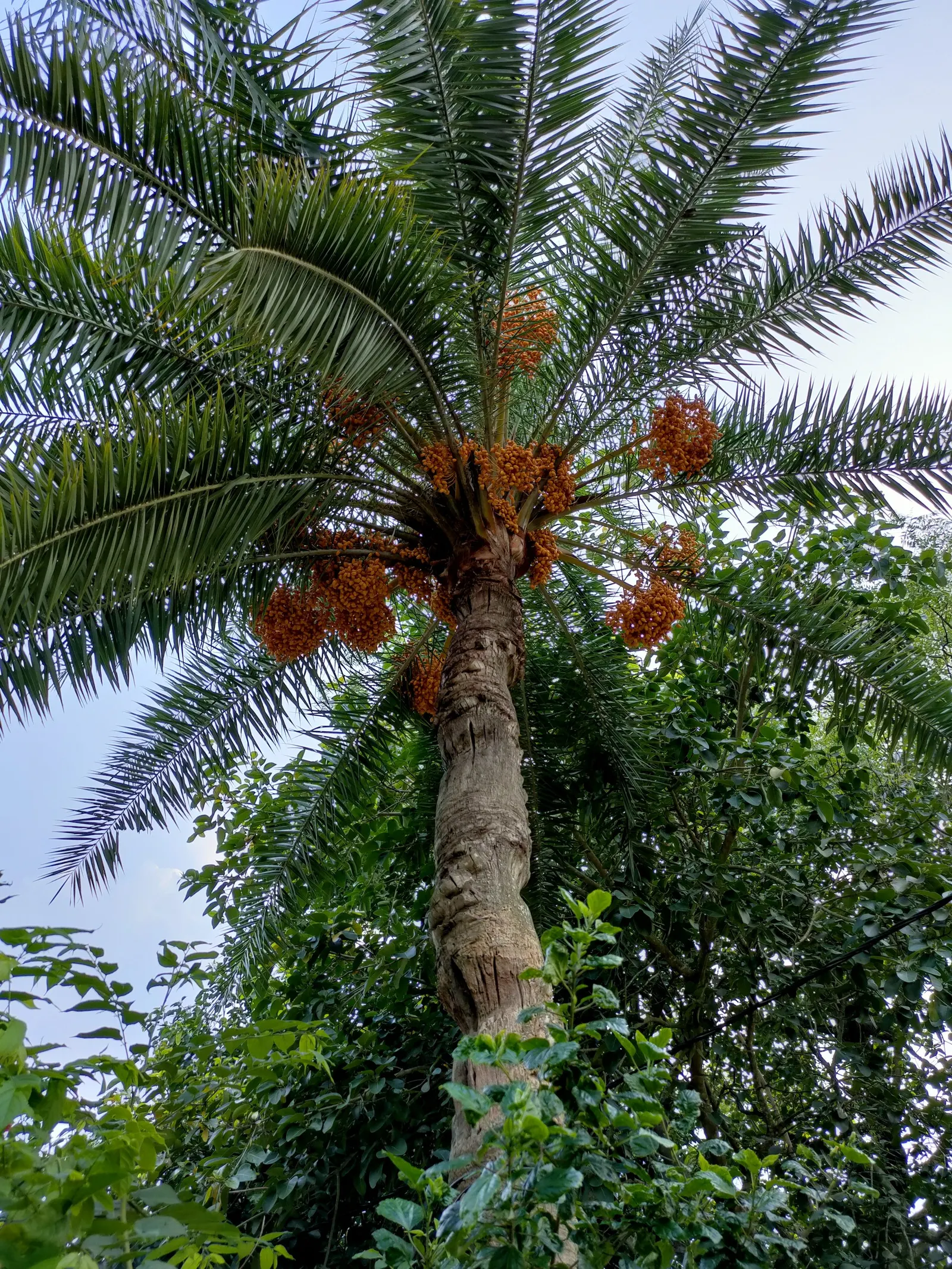 Desert Date Palm (Phoenix Dactylifera) — consider that it can attain majestic heights of up to 75 feet when mature; indigenous to desert regions