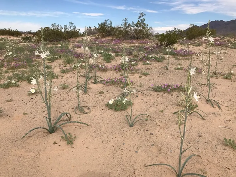 Desert Date Palm (Phoenix Dactylifera) — produced by old leaf scars.<br><br>The fronds of P