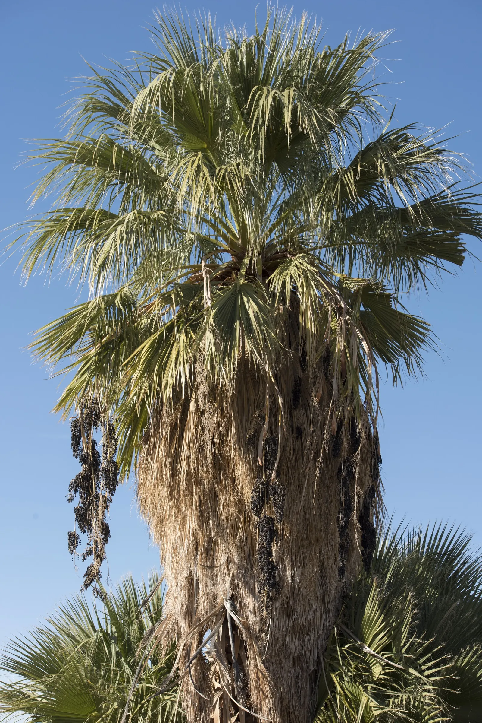 Desert Date Palm (Phoenix Dactylifera) — It's prized for its majestic form, deep-green frond spread of up to 25 feet, and edible dates; with a canopy spread of