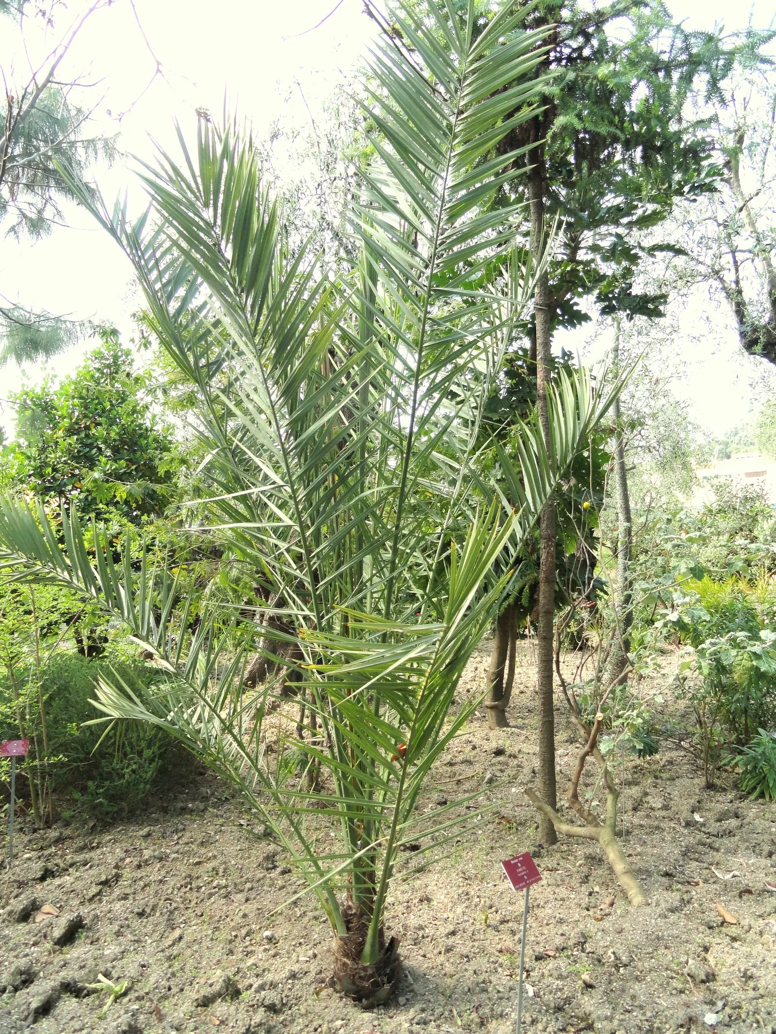 Desert Date Palm (Phoenix Dactylifera) — though it demands space for its wide canopy; hardy in zones 9-11, it requires full sun and well-drained soil