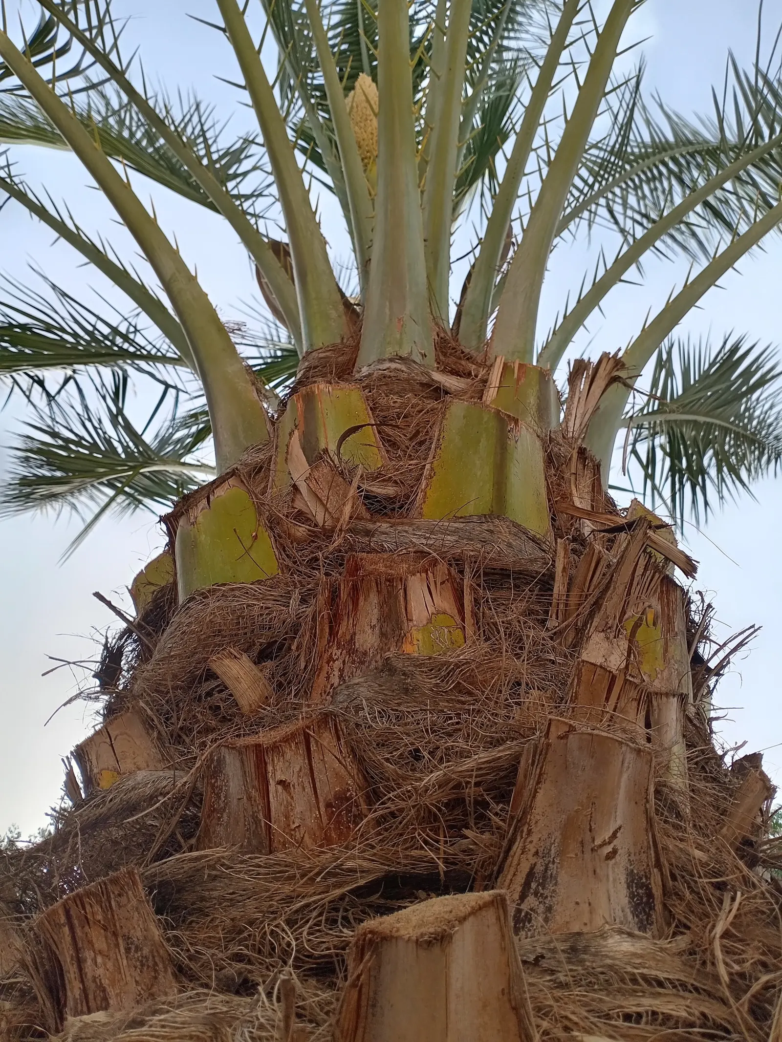 Desert Date Palm (Phoenix Dactylifera) — though it demands space for its wide canopy