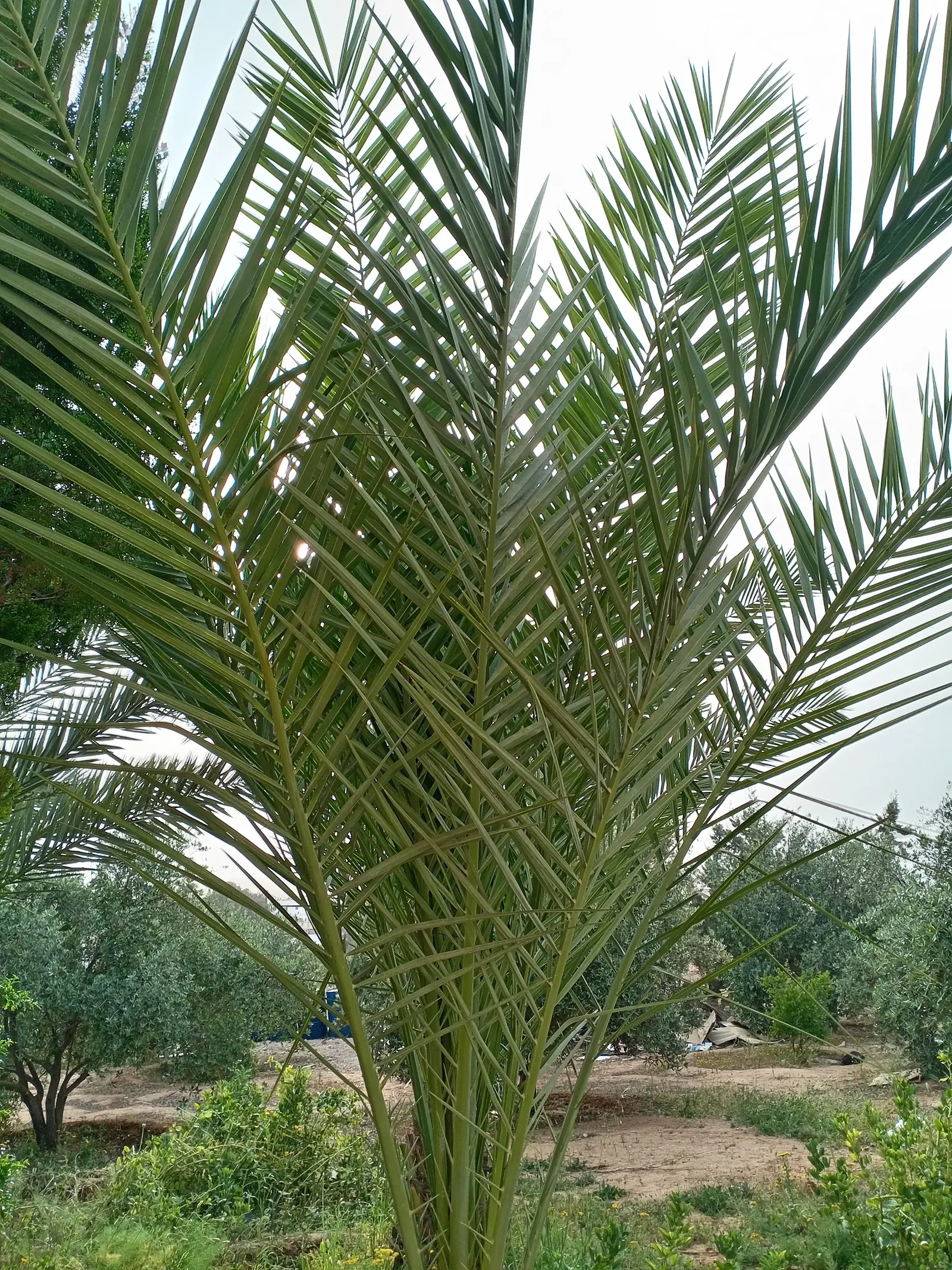 Desert Date Palm (Phoenix Dactylifera) — Each feathery frond comprises long