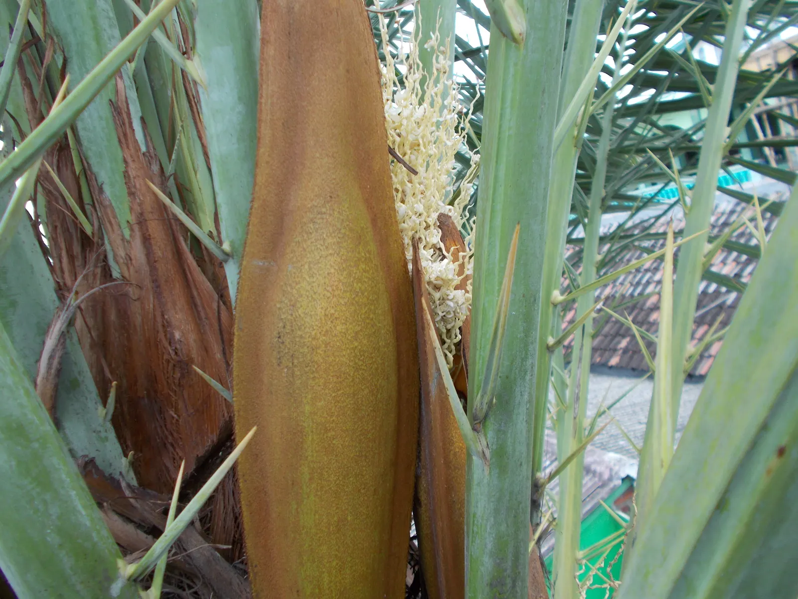Desert Date Palm (Phoenix Dactylifera) — it is remarkably long-lived; commonly referred to as the Desert Date Palm or simply Date Palm
