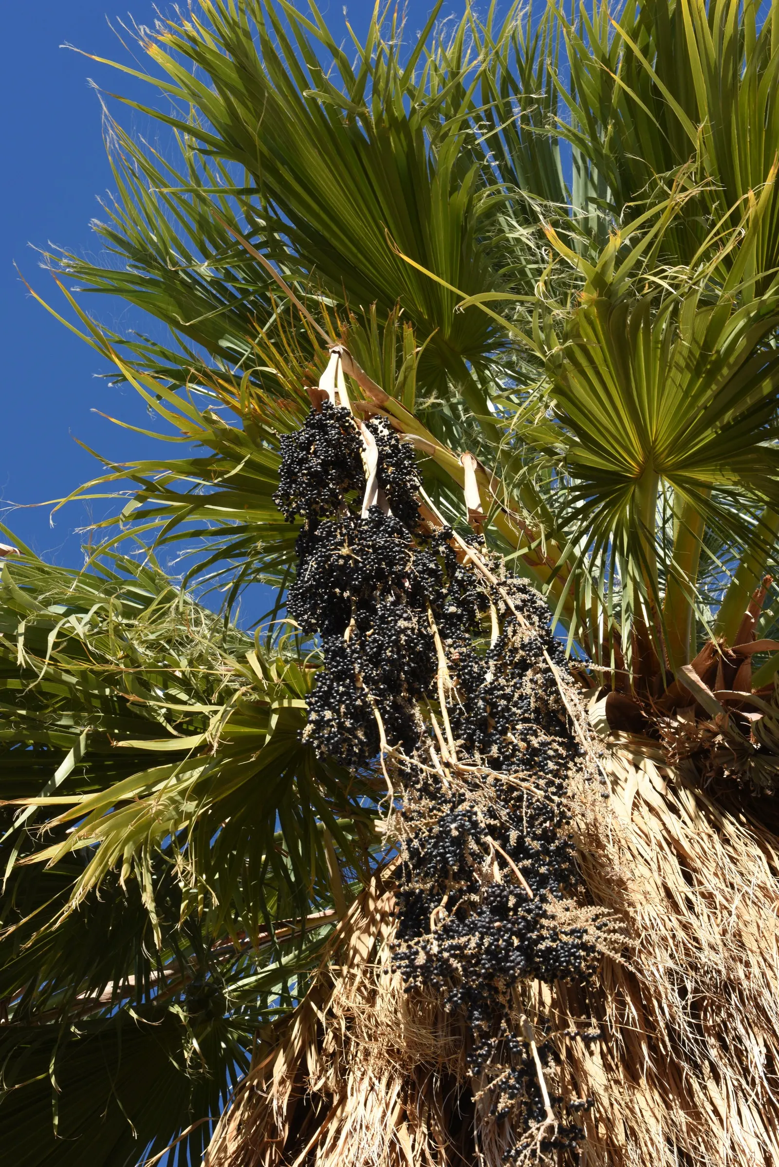Desert Date Palm (Phoenix Dactylifera) — This drought-tolerant palm adds vertical drama and a tropical flair; with their stately silhouette and sumptuous fruit