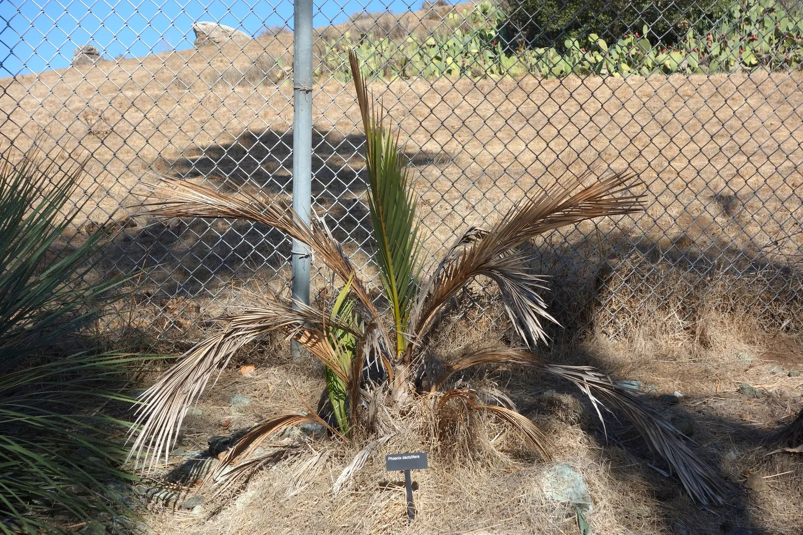 Desert Date Palm (Phoenix Dactylifera) — Essential to arid landscape designs, it's both functional and ornamental