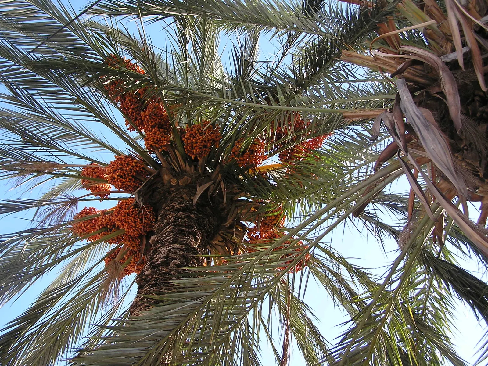 Desert Date Palm (Phoenix Dactylifera) — This drought-tolerant palm adds vertical drama and a tropical flair