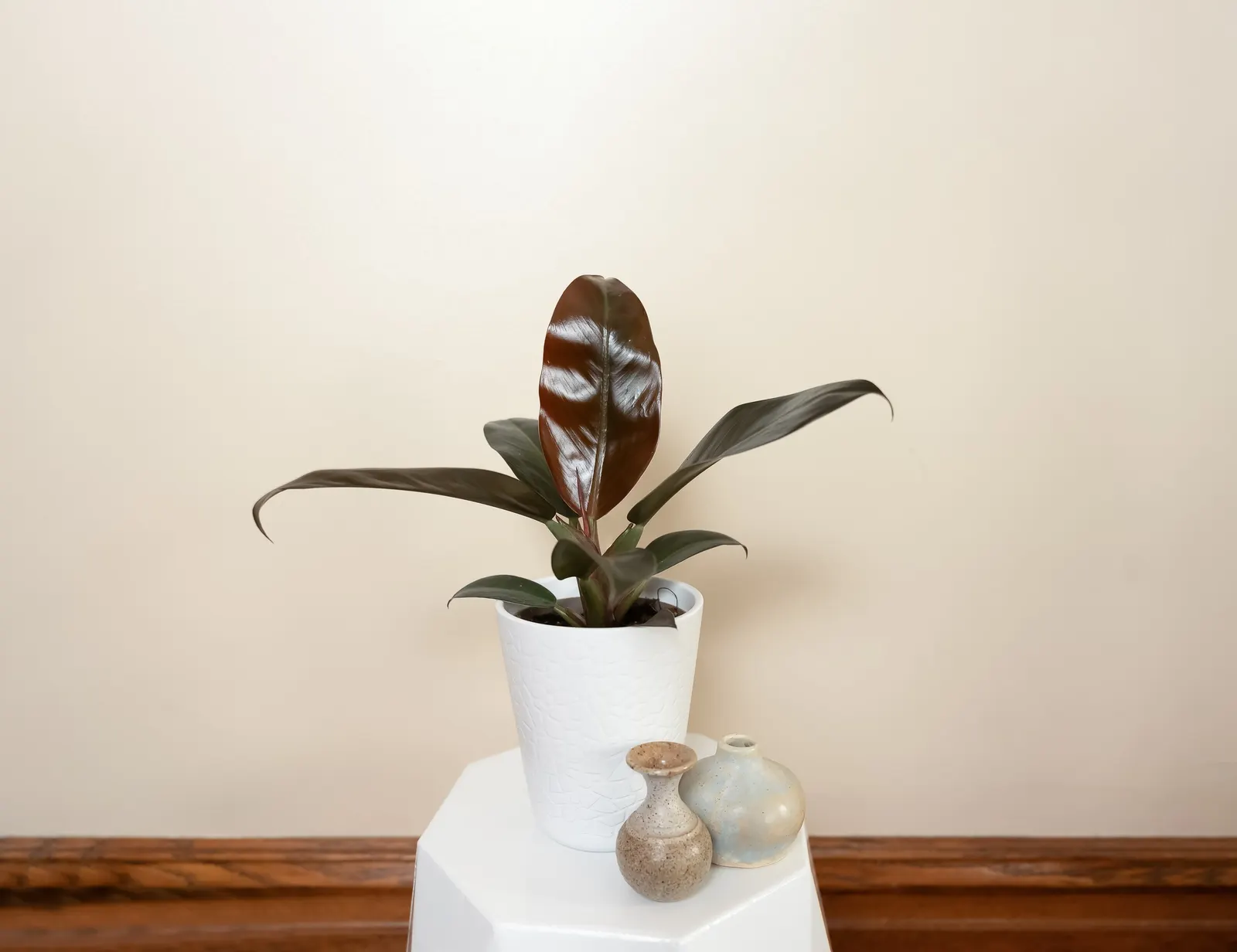Regal Rouge™ Philodendron (Philodendron erubescens) — is an upright houseplant with glossy