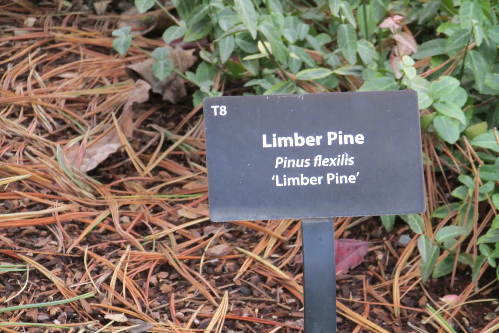 Limber Pine (Pinus Flexilis) — completing a robust and serene garden aesthetic; this slow-growing tree typically reaches heights of 30 to 50 feet with an