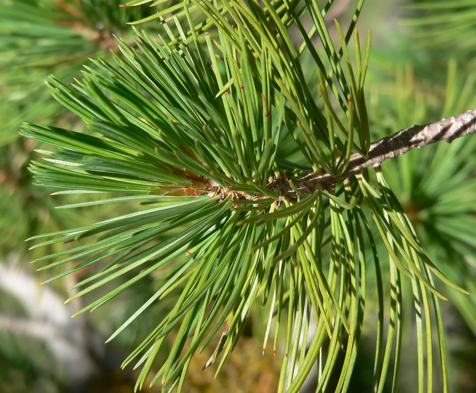 Limber Pine (Pinus Flexilis) — the Limber Pine thrives in a variety of soil types; completing a robust and serene garden aesthetic, image 44