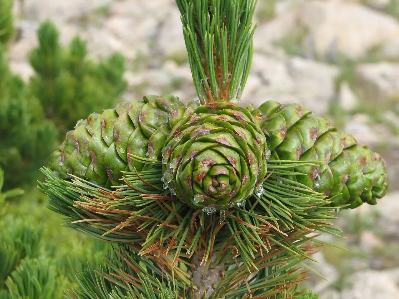 Limber Pine (Pinus Flexilis) — bundled in groups of five; this tree typically reaches 20-30 feet in height, though it can soar up to 50 feet in perfect