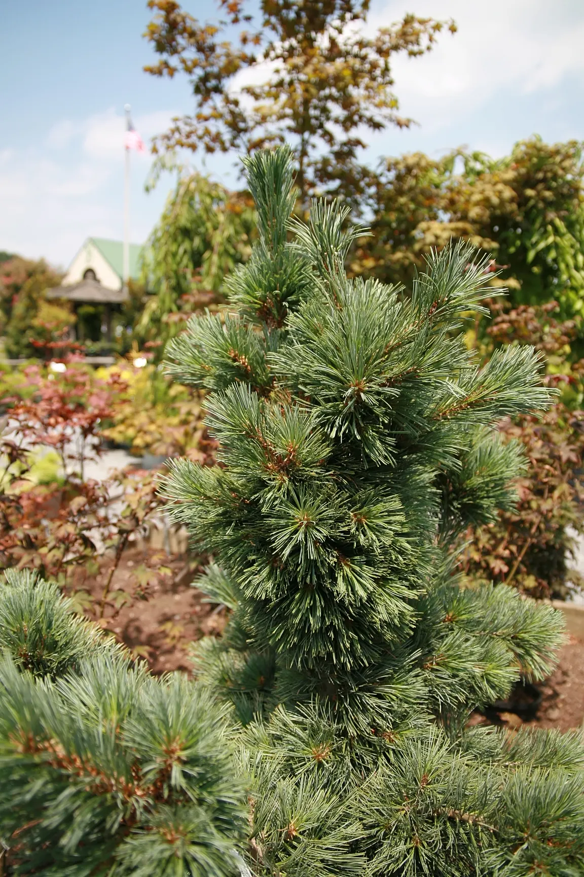 Limber Pine (Pinus Flexilis) — is a resilient and versatile conifer ideal for creating interest in landscapes; this pine thrives in USDA zones 4-7