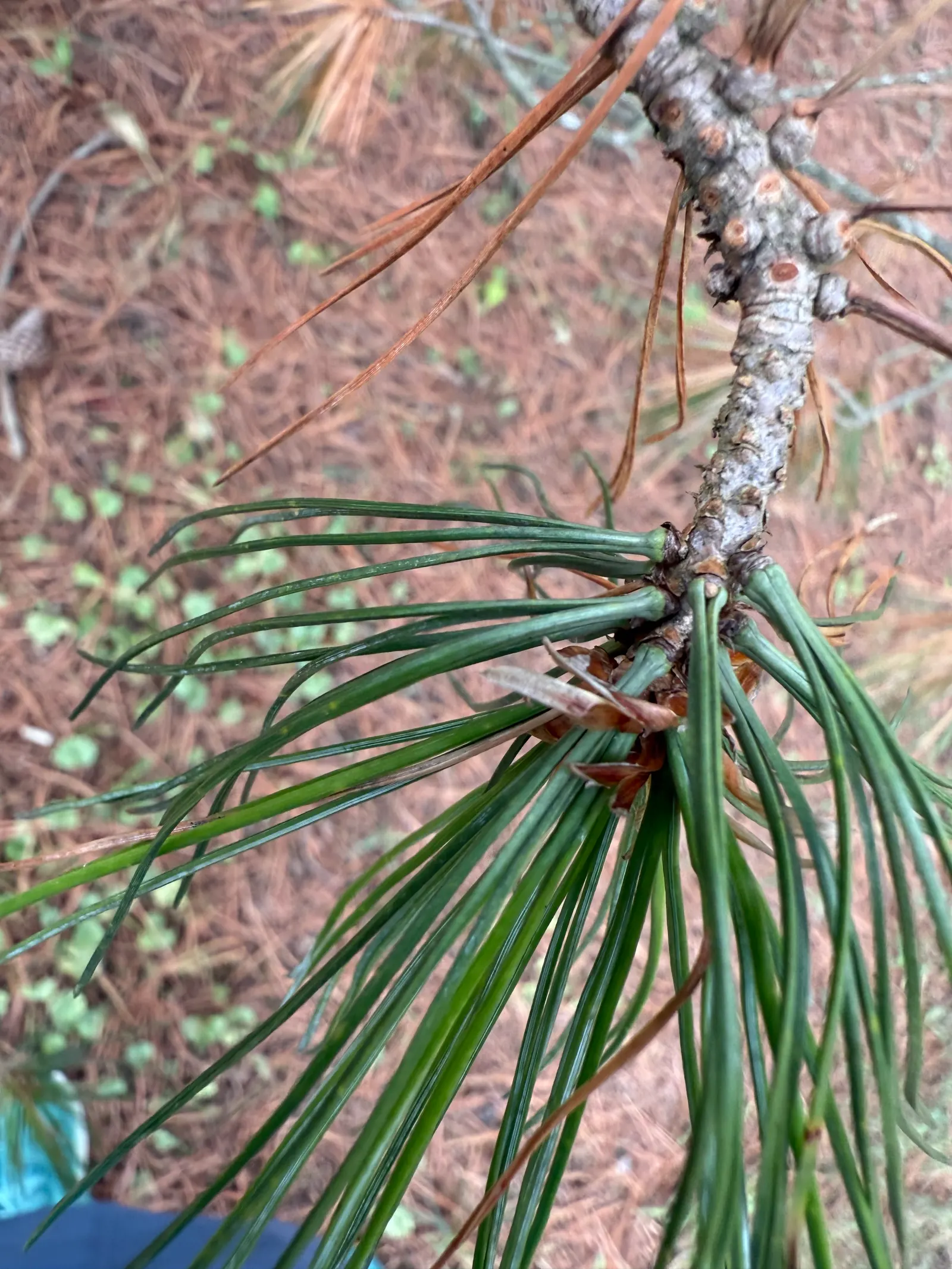 Limber Pine (Pinus Flexilis) — though it prefers well-drained conditions; the Limber Pine (Pinus flexilis) is an evergreen conifer prized for its rugged