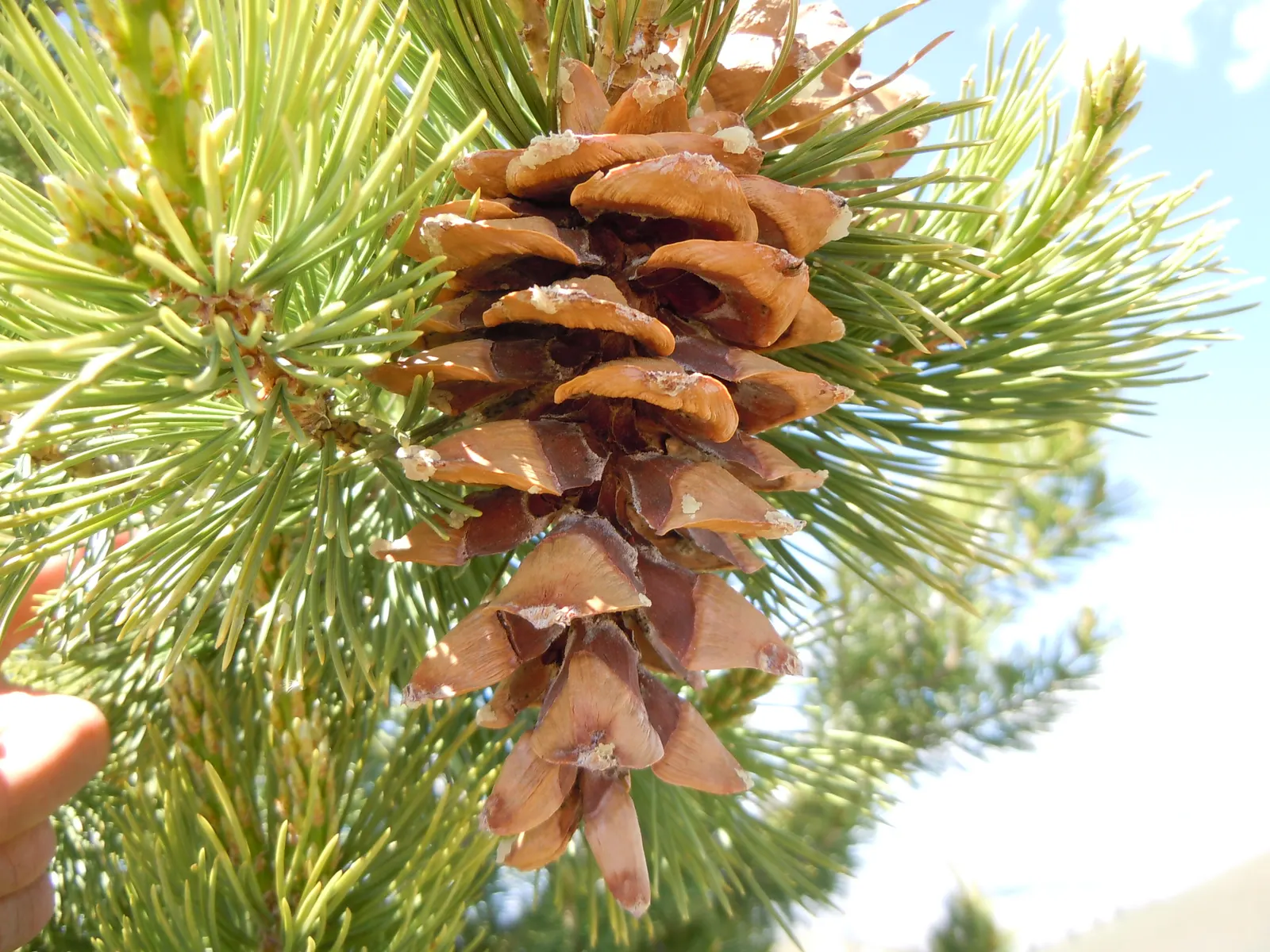Limber Pine (Pinus Flexilis) — is a resilient and versatile conifer ideal for creating interest in landscapes