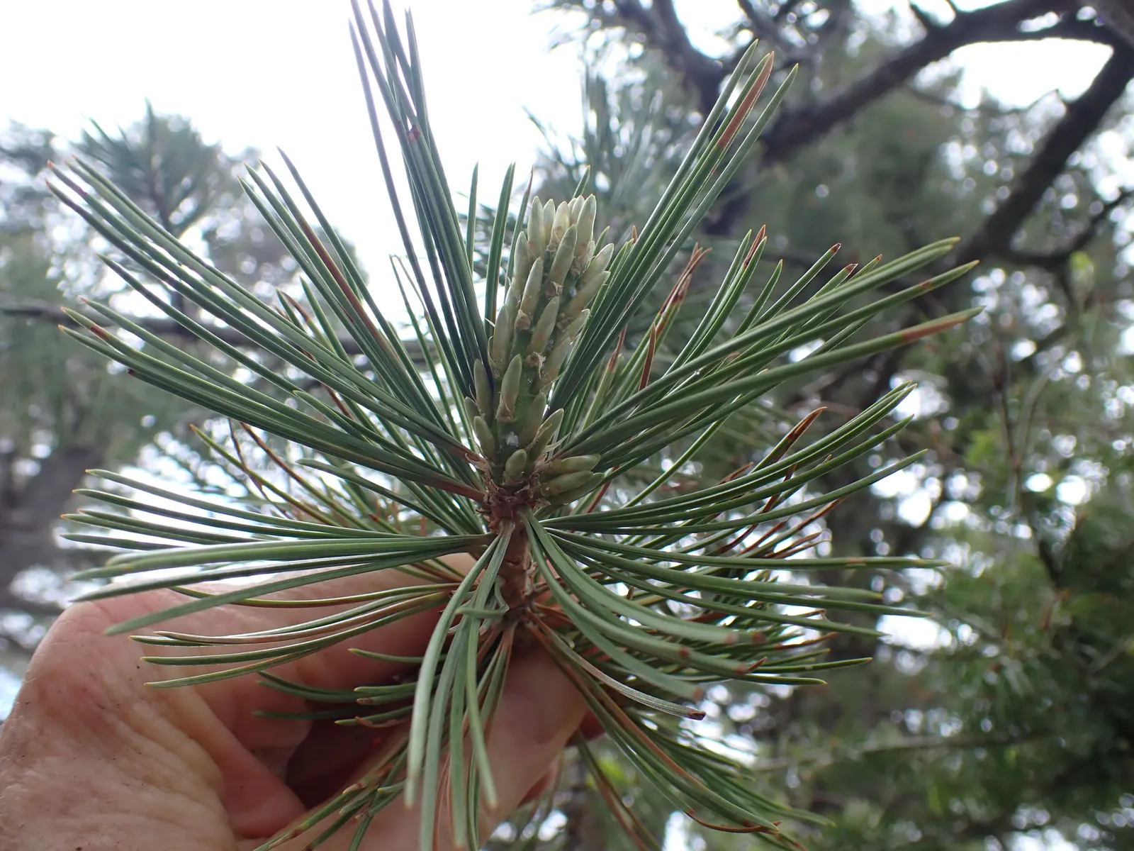 Limber Pine (Pinus Flexilis) — Its flexible branches, which give it its name, bear blue-green needles and ornamental cones; is a resilient and, image 37