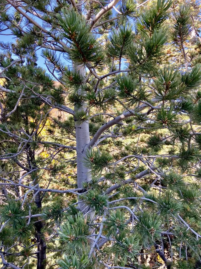 Limber Pine (Pinus Flexilis) — tree for full; perfect for anchoring a windswept site or creating year-round interest, image 51
