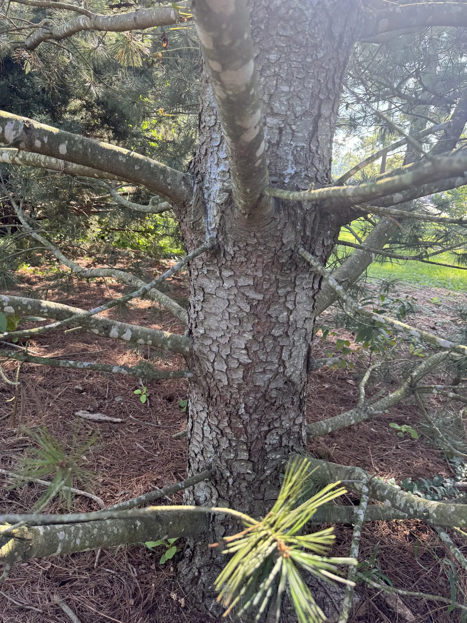 Limber Pine (Pinus Flexilis) — The Limber Pine (Pinus flexilis) is an evergreen conifer prized for its rugged resilience and graceful