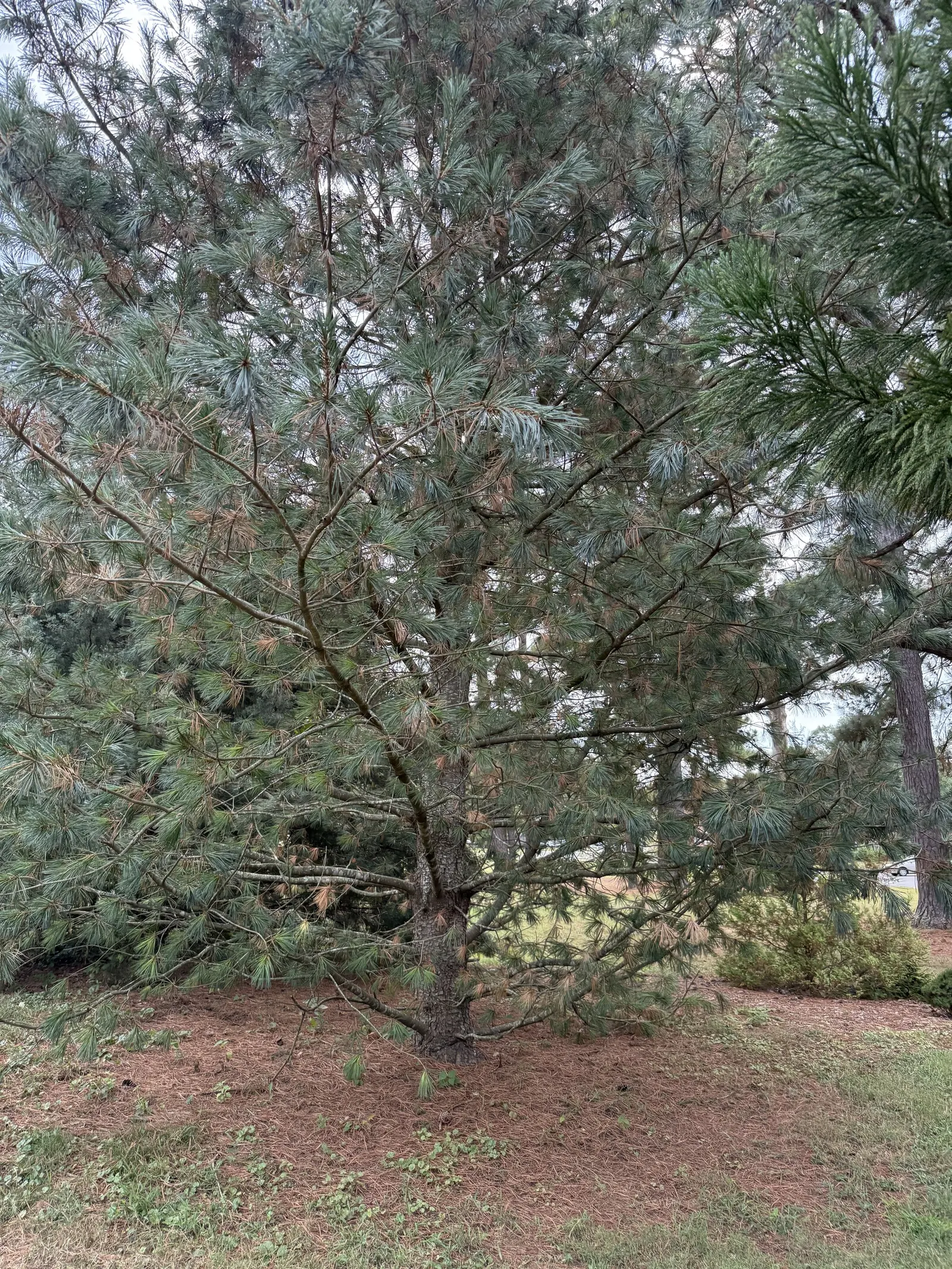 Limber Pine (Pinus Flexilis) — It is also drought-tolerant once established and can withstand considerable wind exposure