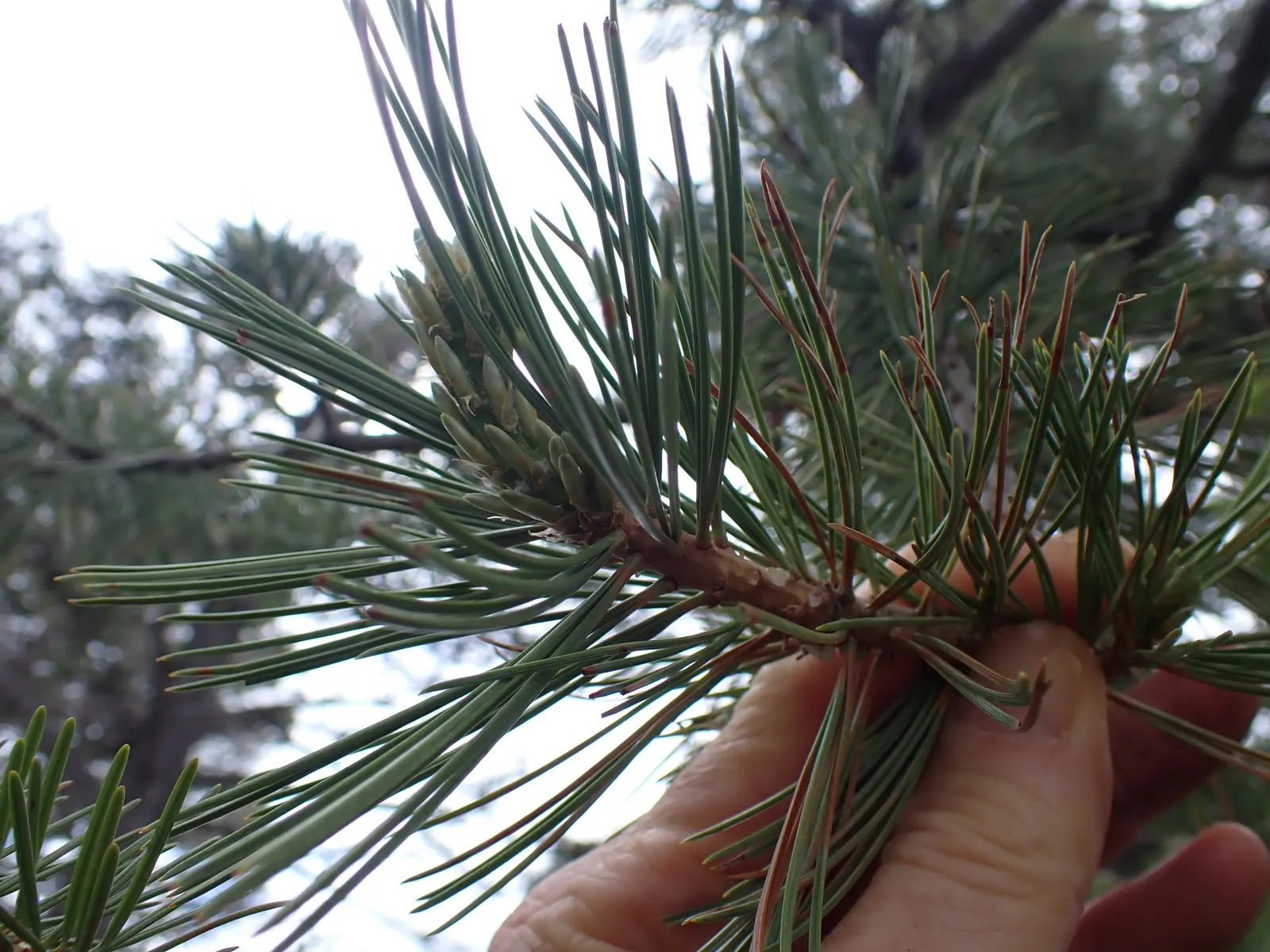 Limber Pine (Pinus Flexilis) — bundled in groups of five