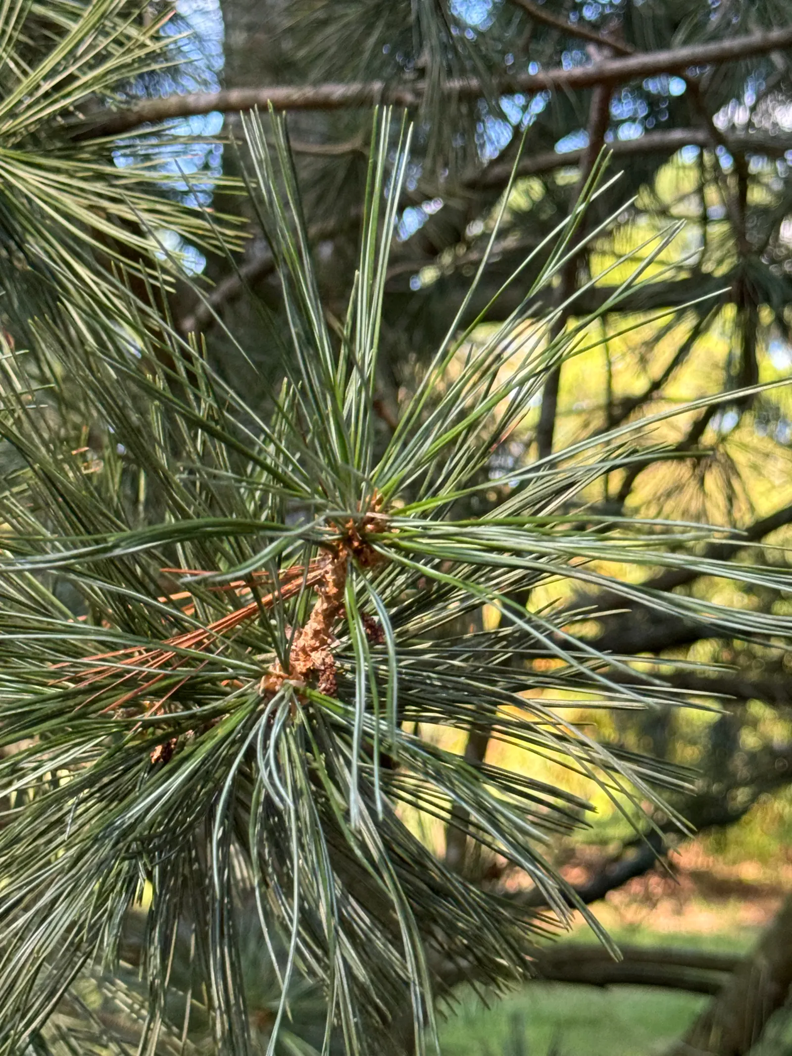 Limber Pine (Pinus Flexilis) — completing a robust and serene garden aesthetic