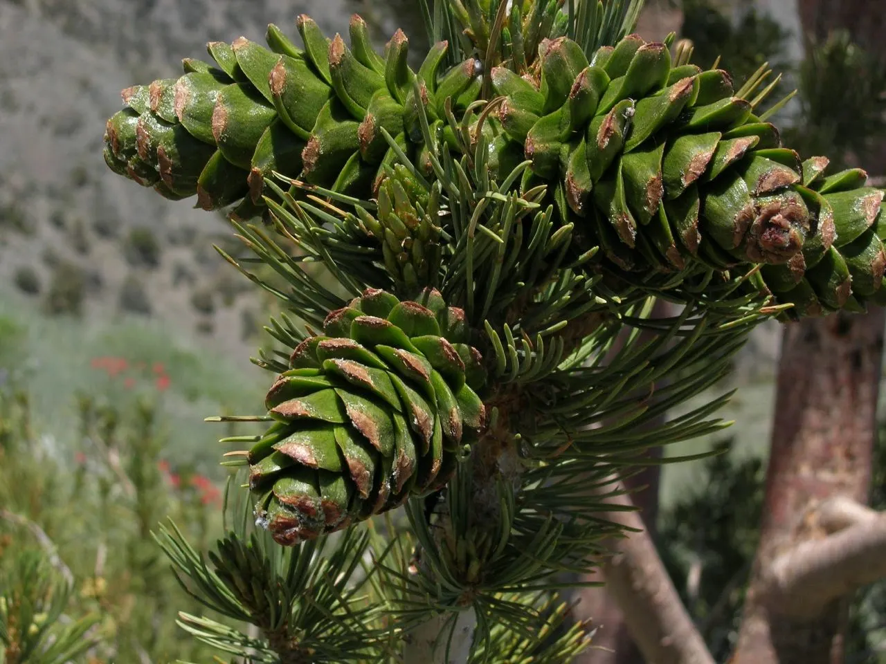 Limber Pine (Pinus Flexilis) — Perfect for anchoring a windswept site or creating year-round interest; the Limber Pine thrives in a variety of soil, image 48