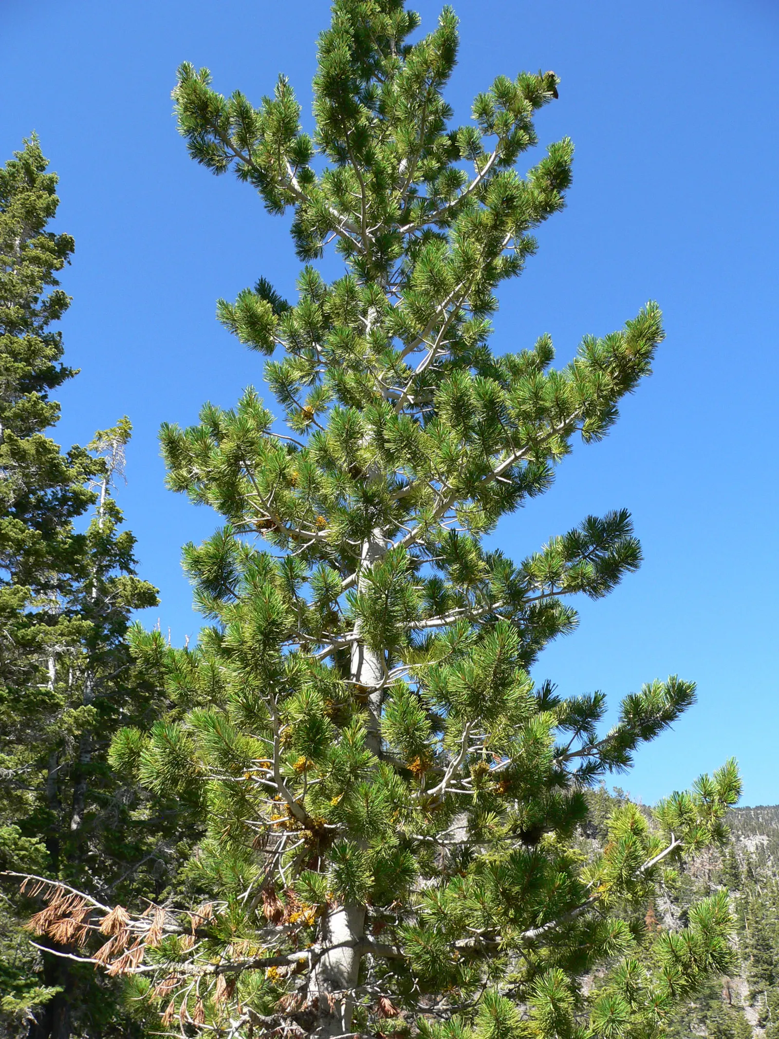 Limber Pine (Pinus Flexilis) — and its drought tolerance and adaptability to various soils make it a dependable choice for diverse settings