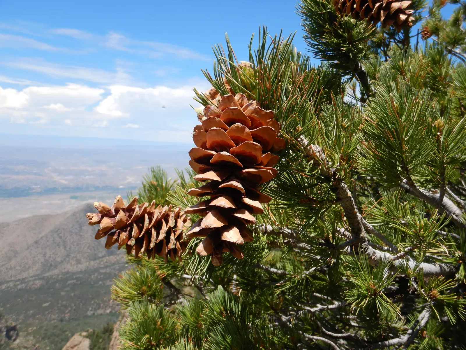 Limber Pine (Pinus Flexilis) — making it a suitable choice for higher altitudes and exposed sites; its flexible branches, which give it its name, bear