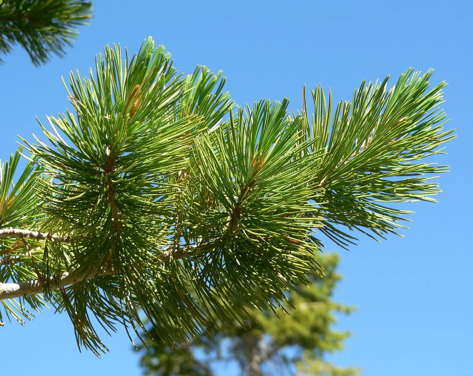 Limber Pine (Pinus Flexilis) — bundled in groups of five; this tree typically reaches 20-30 feet in height, though it can soar up to 50 feet in, image 42