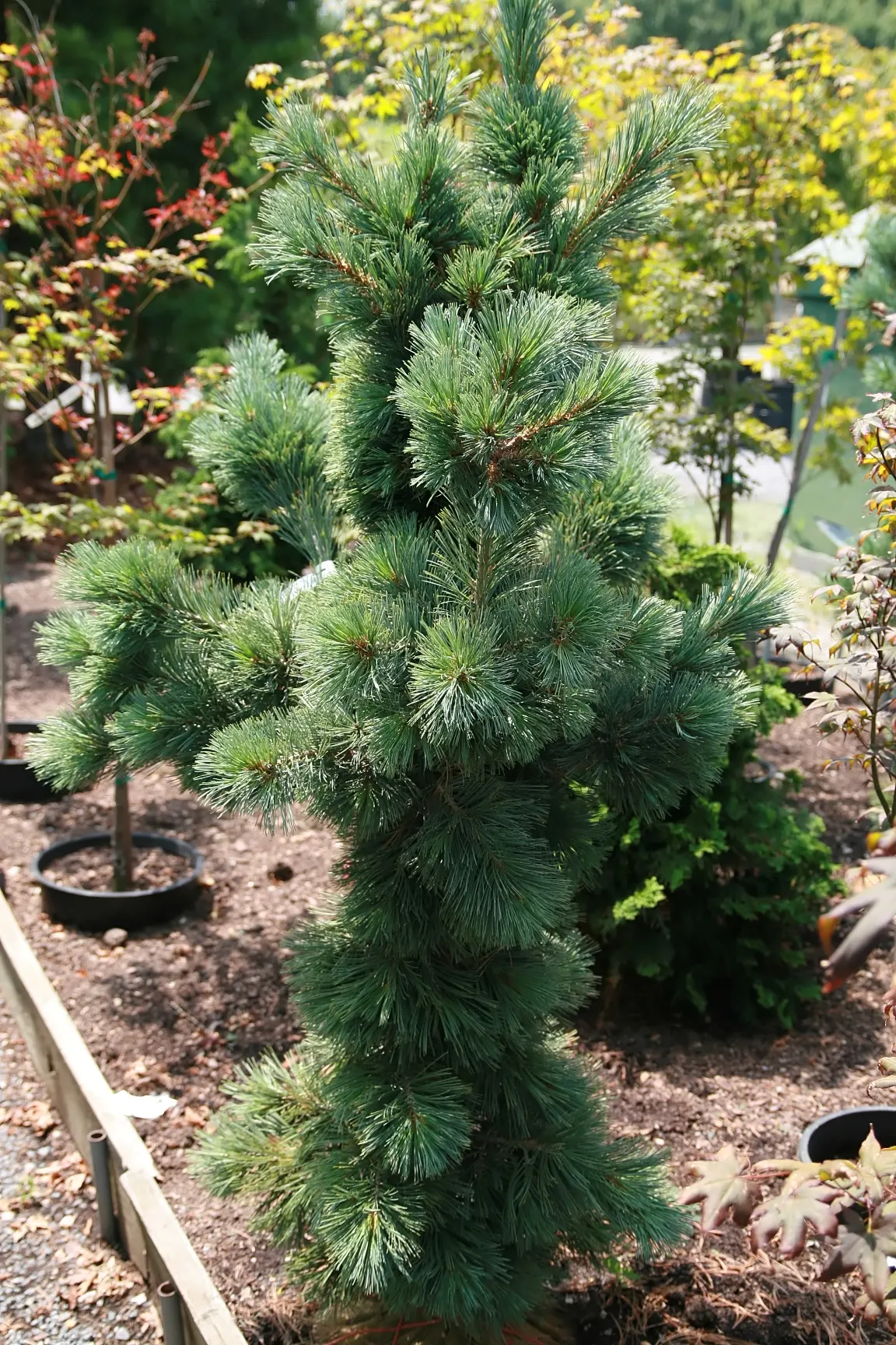 Limber Pine (Pinus Flexilis) — and its drought tolerance and adaptability to various soils make it a dependable choice for diverse settings; it, image 56