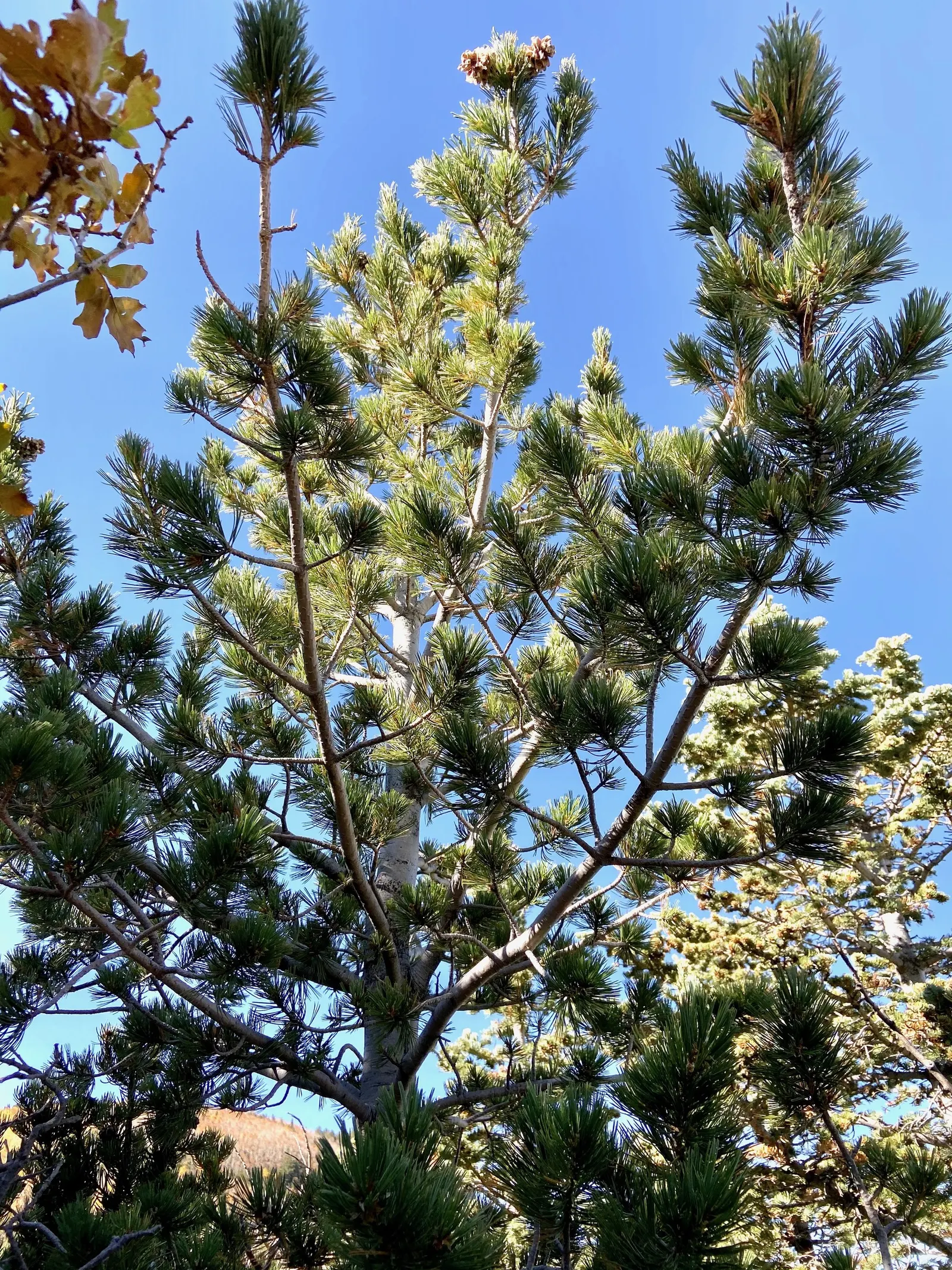 Limber Pine (Pinus Flexilis) — making it a suitable choice for higher altitudes and exposed sites; its flexible branches, which give it its name, image 47
