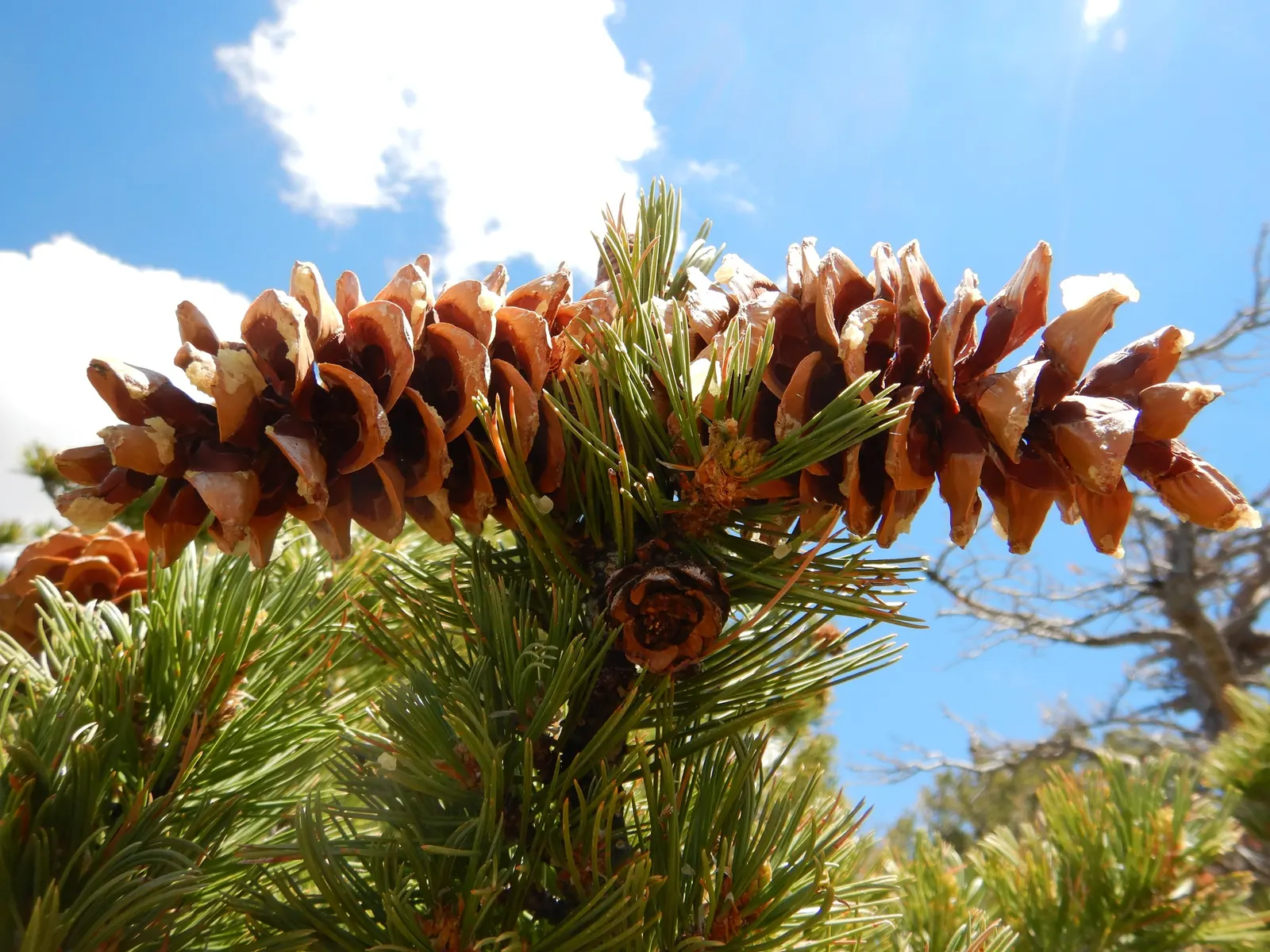 Limber Pine (Pinus Flexilis) — and its drought tolerance and adaptability to various soils make it a dependable choice for diverse settings; it requires