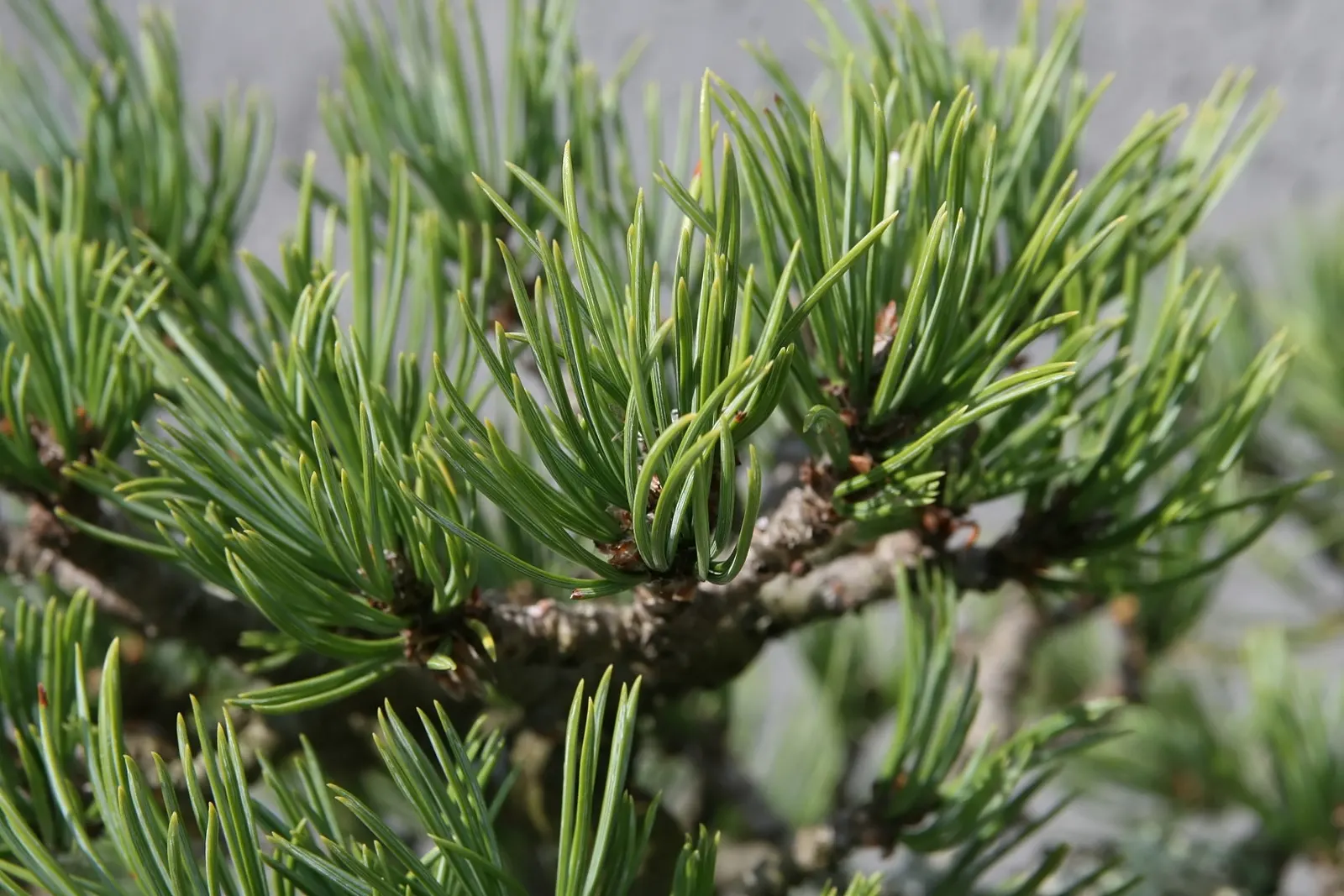 Limber Pine (Pinus Flexilis) — This tree typically reaches 20-30 feet in height, though it can soar up to 50 feet in perfect conditions; though it, image 36