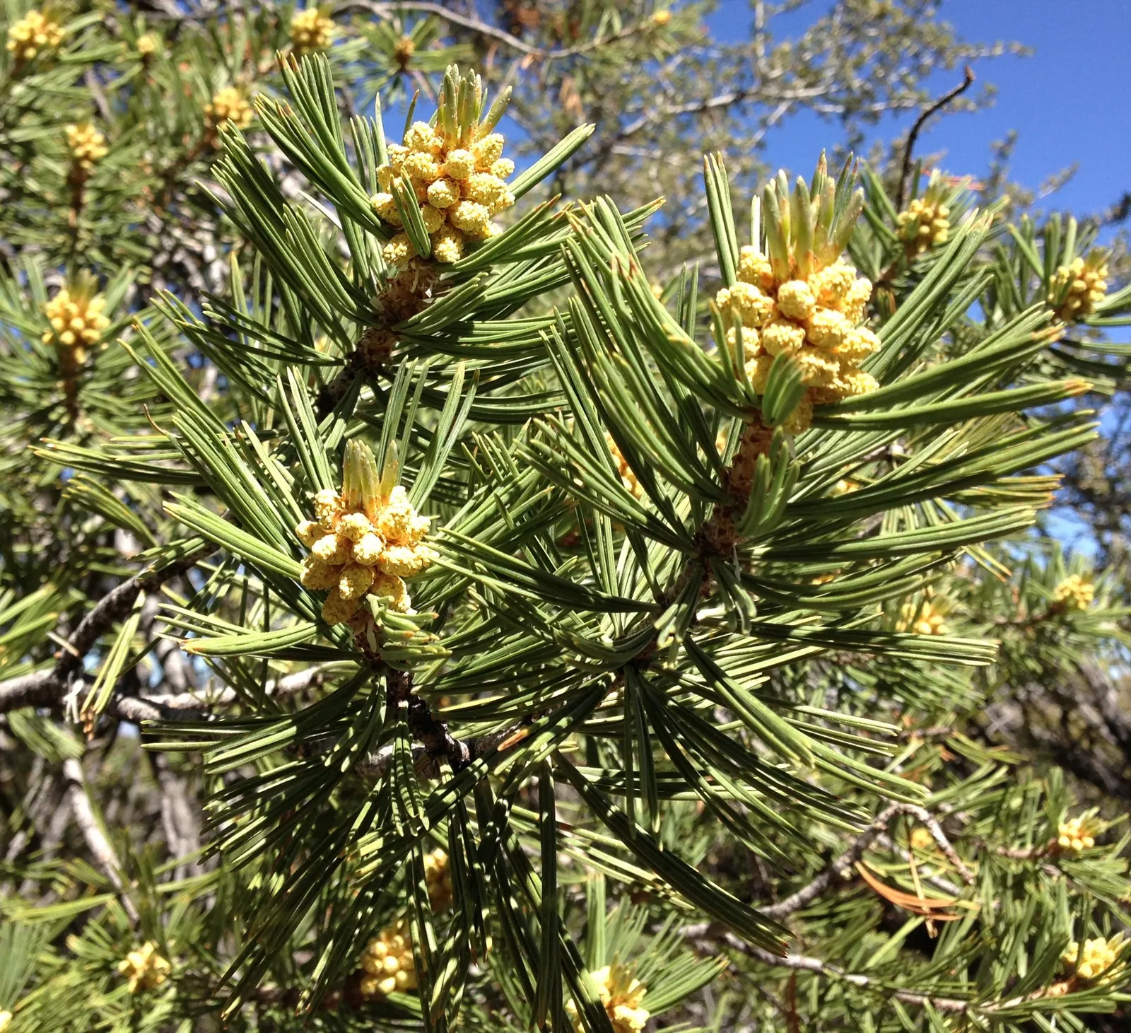 Limber Pine (Pinus Flexilis) — it requires minimal maintenance and offers a haven for wildlife; tree for full, image 49