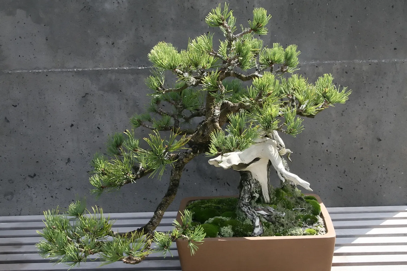 Limber Pine (Pinus Flexilis) — It is also drought-tolerant once established and can withstand considerable wind exposure; making it a suitable, image 46