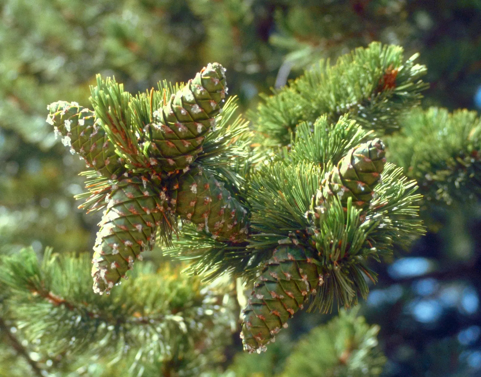 Limber Pine (Pinus Flexilis) — These needles are bluish-green, measuring about 2.5 to 3.5 inches in length, image 26